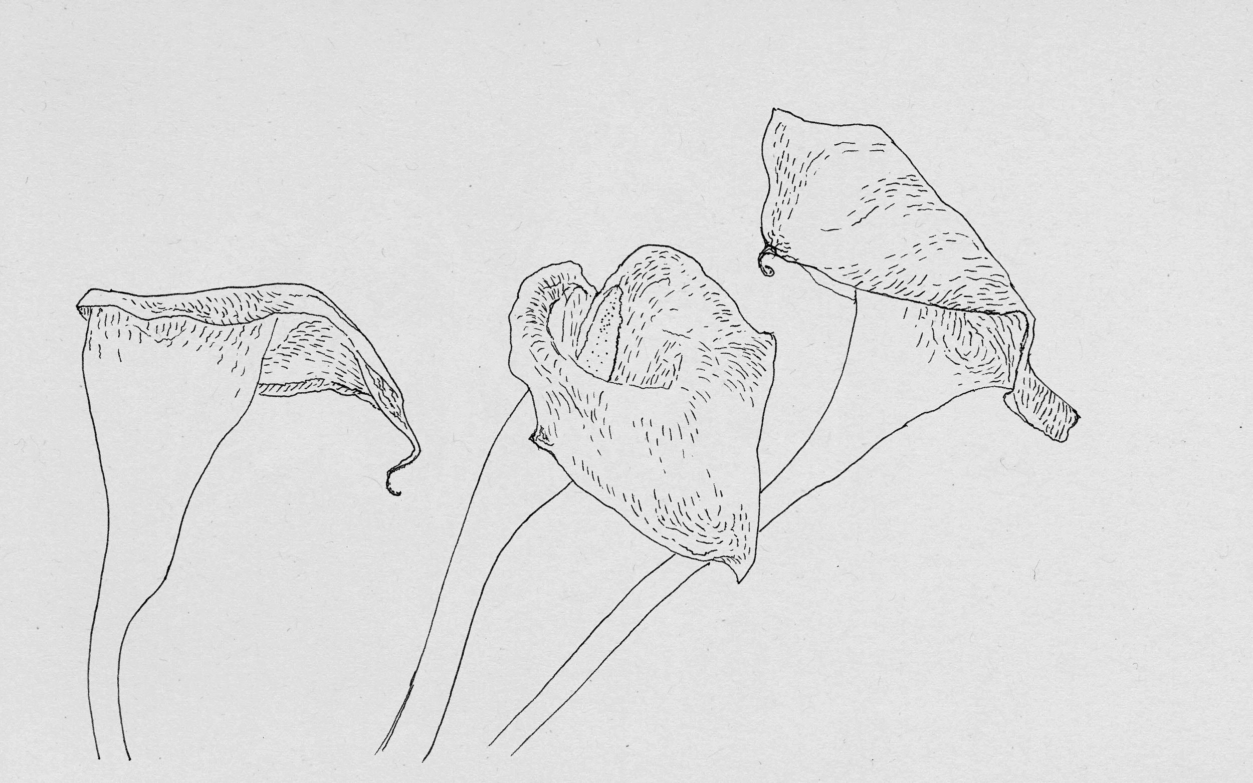 160903_calla-lilies-for-web_0018_Layer-3-.png