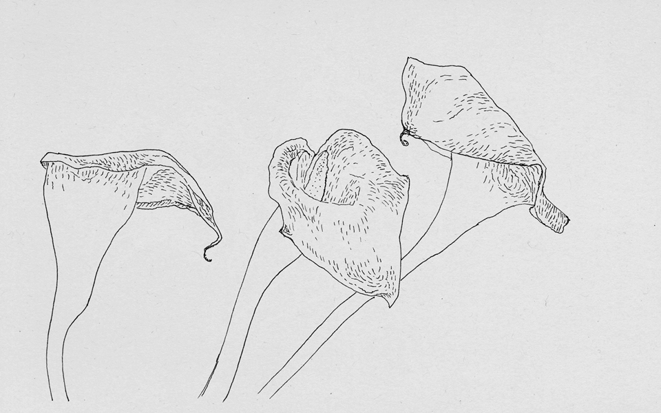 160721_dailies_960x600.gif