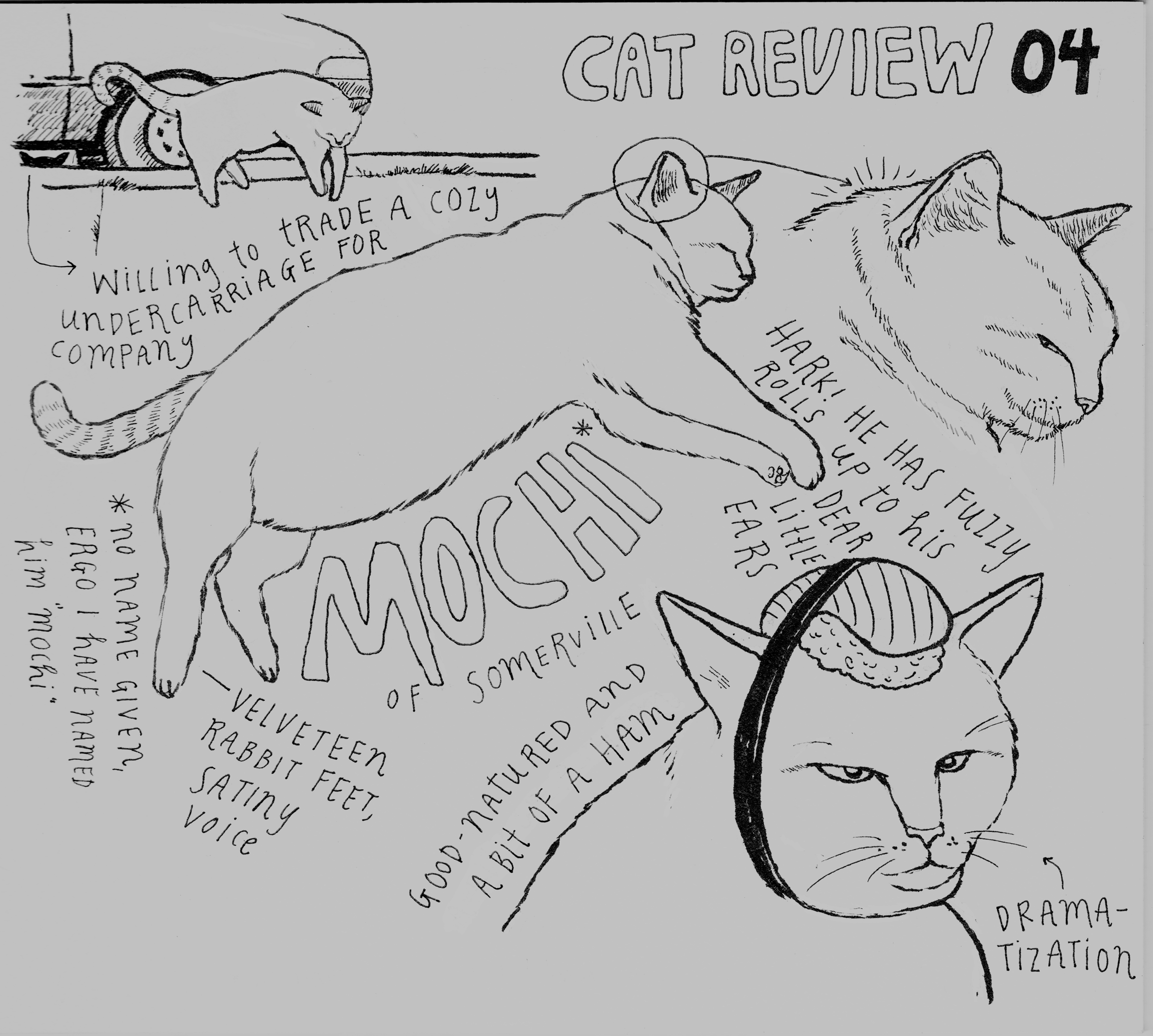 CAT REVIEWS