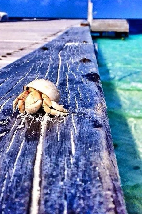 THE MAGICAL VAAGALI PICNIC ISLANDS.