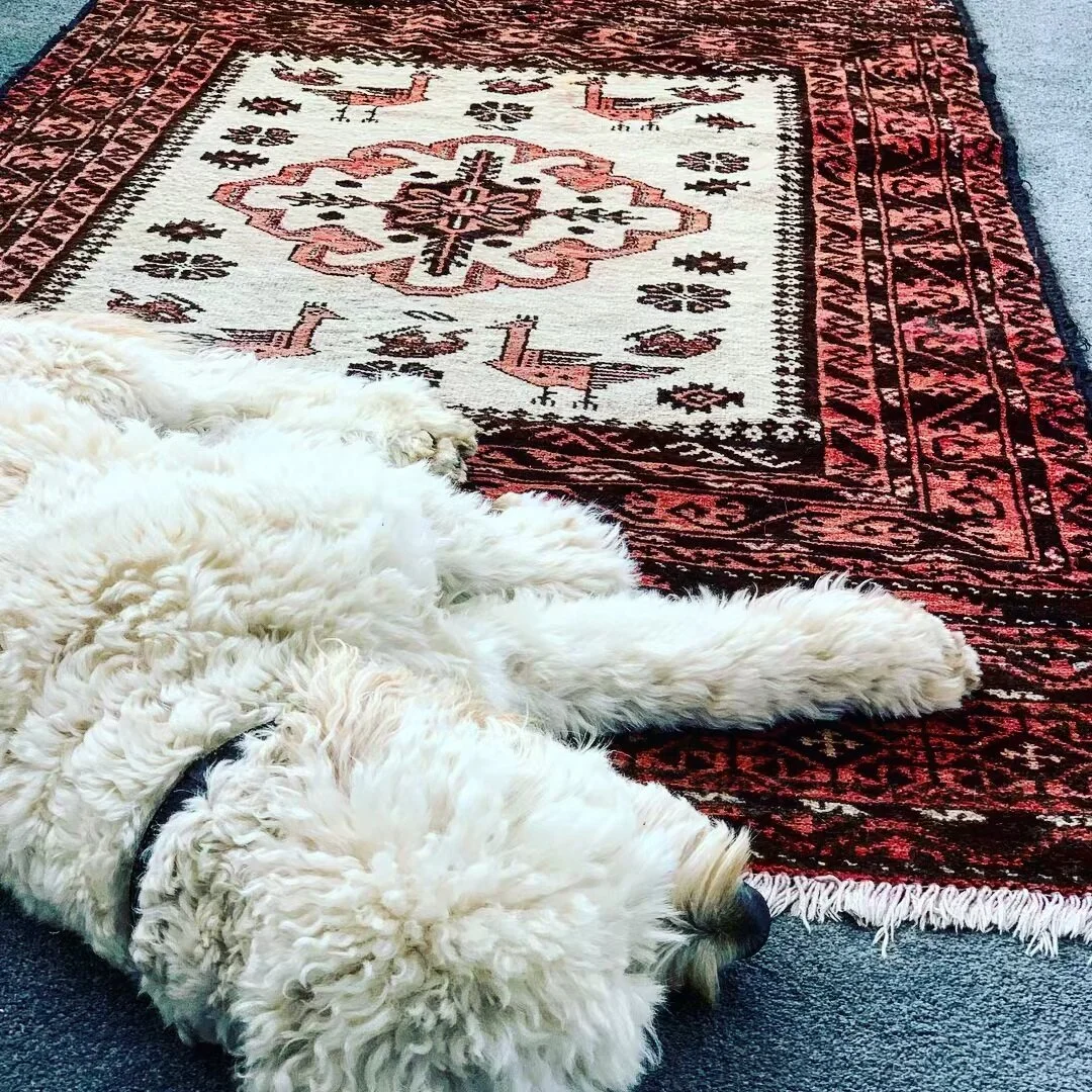 It’s exhausting being ridiculously adorable. Dudley Dog, bringing in the Easter holidays passed out on the Baluchi Love Rug in pink. Where else would you want to be?
