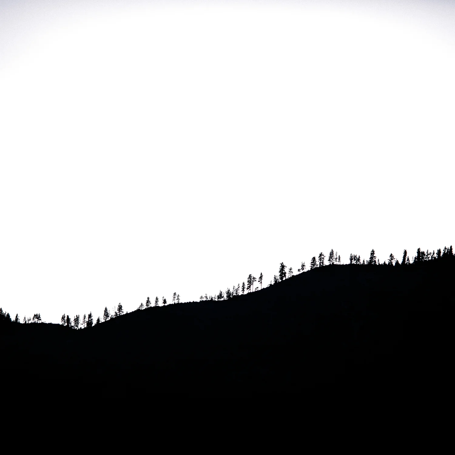 trees.jpg