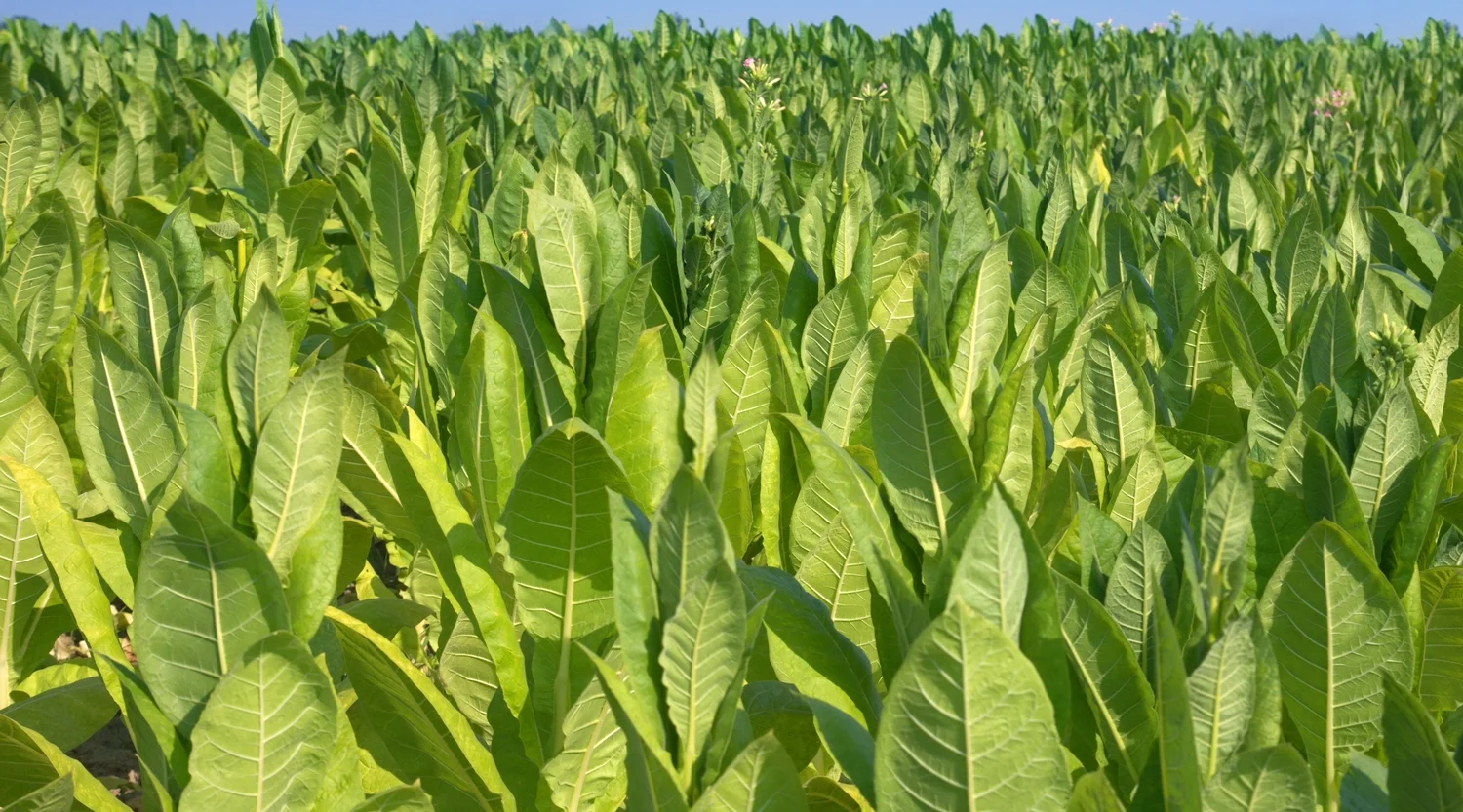 spiritual meaning of tobacco Traditional Tobacco