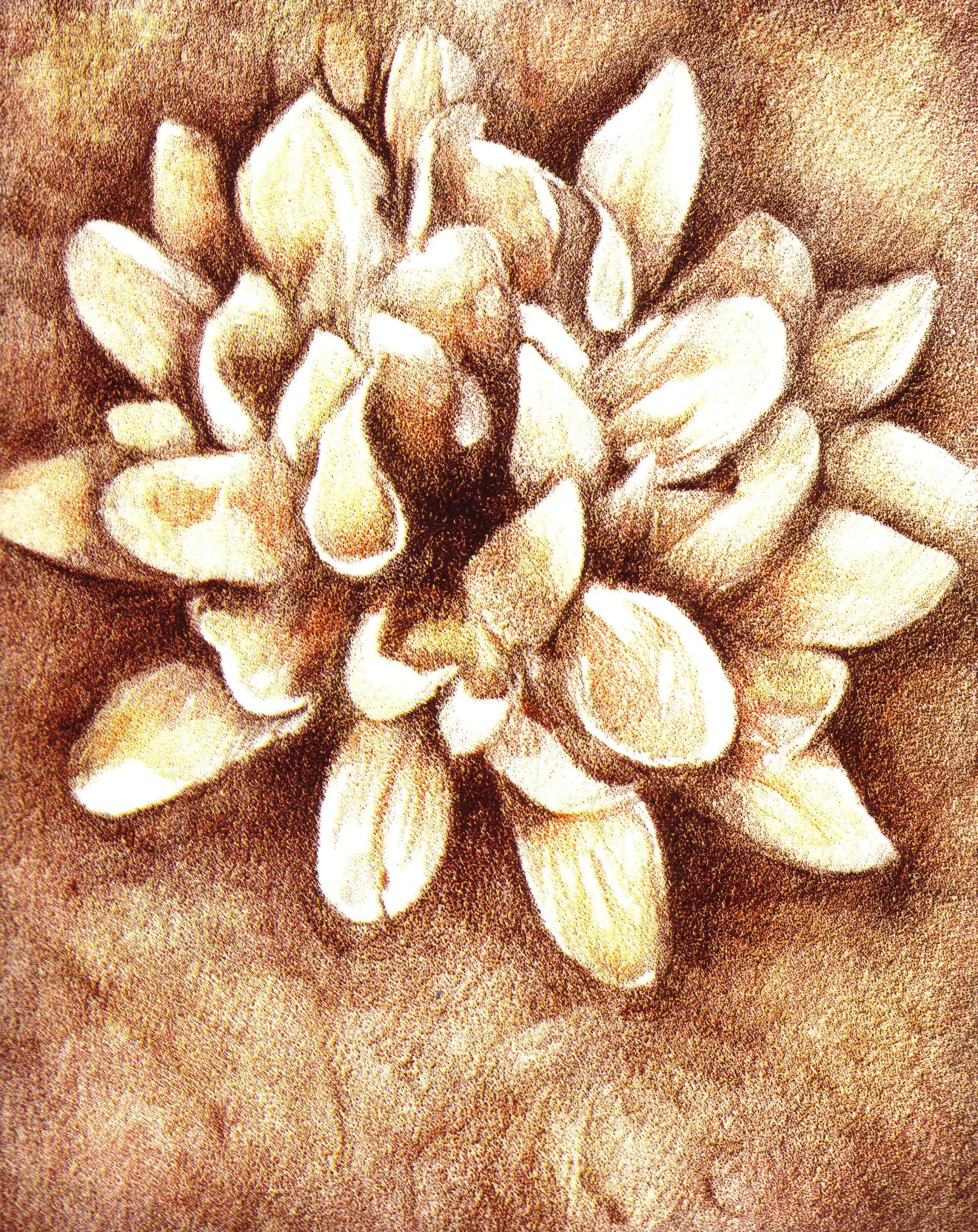 Blossom