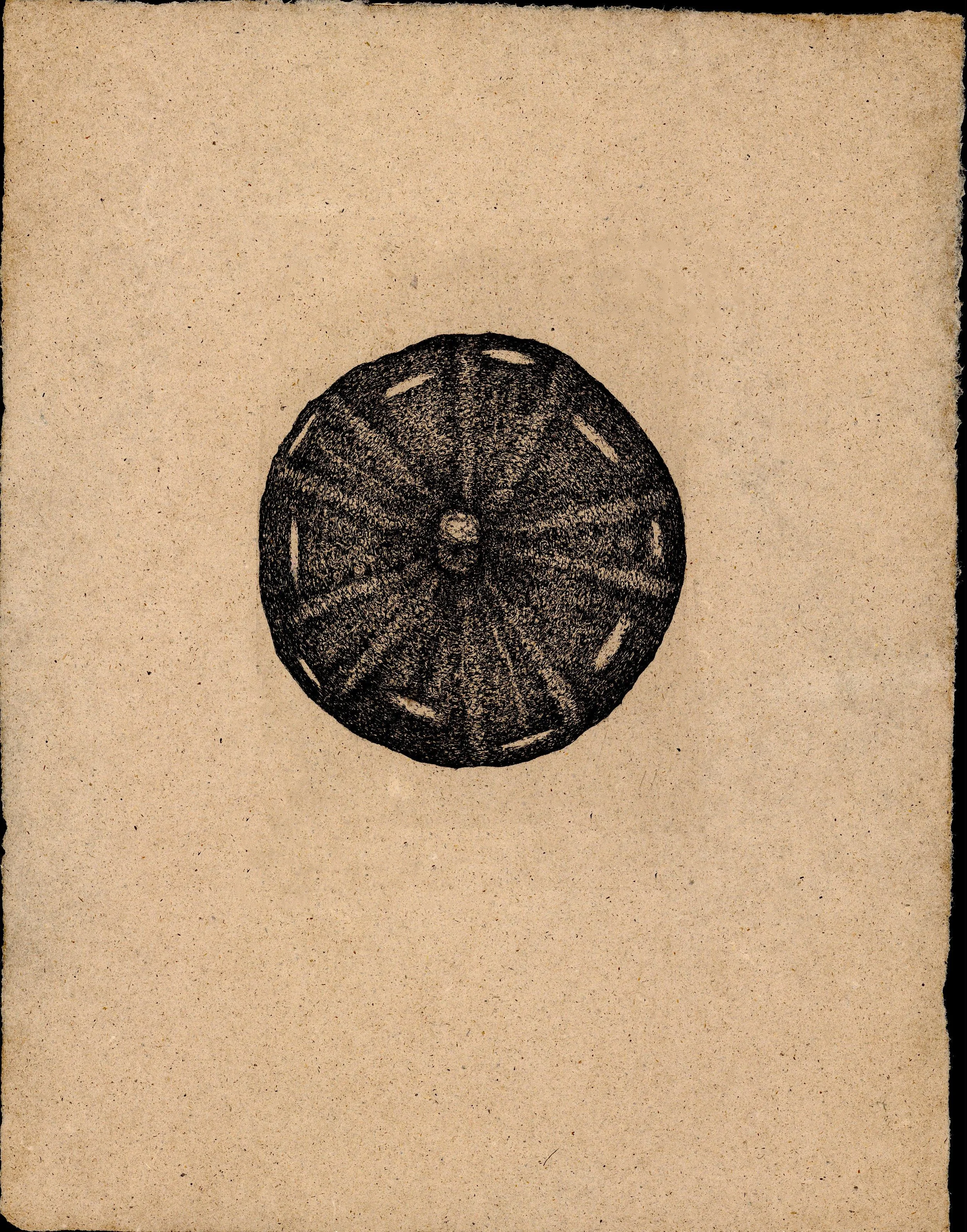 Urchin