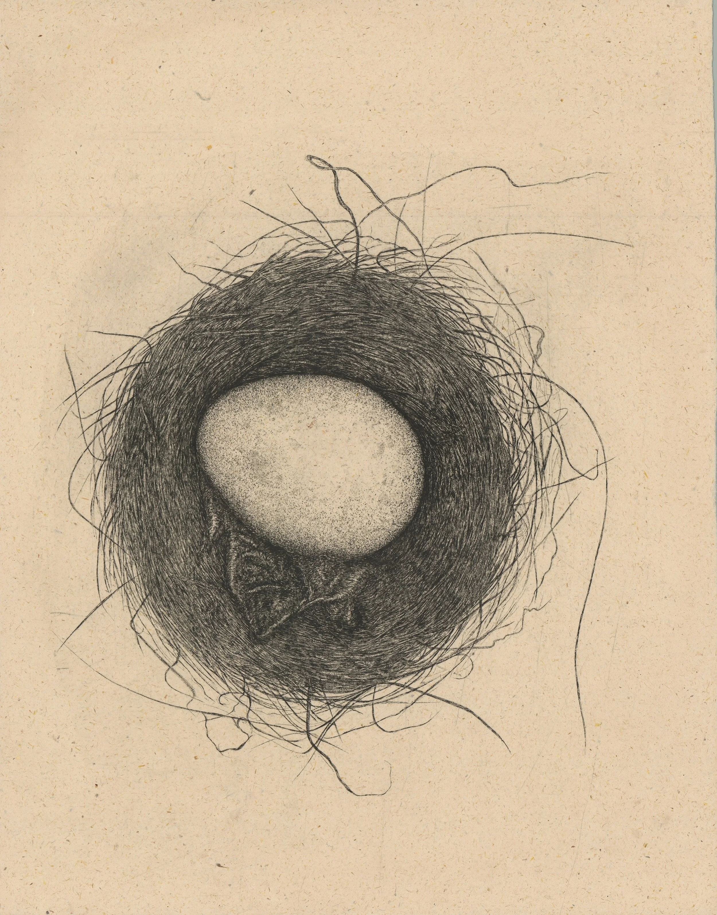 Small Nest (with a Swan's Egg)