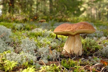 Cèpes