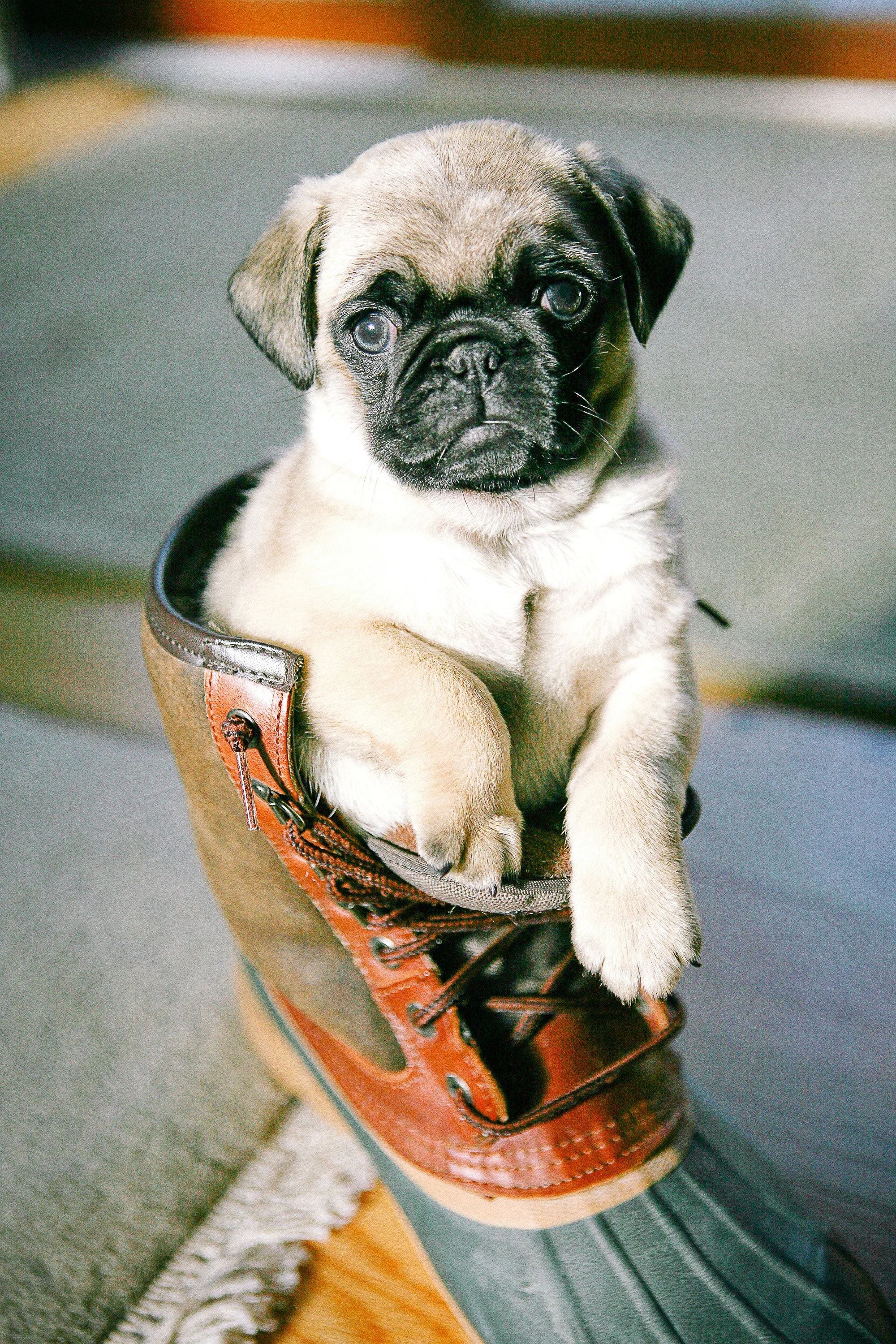 A pug puppy sitting inside a brown and black hiking boot on a wooden floor.