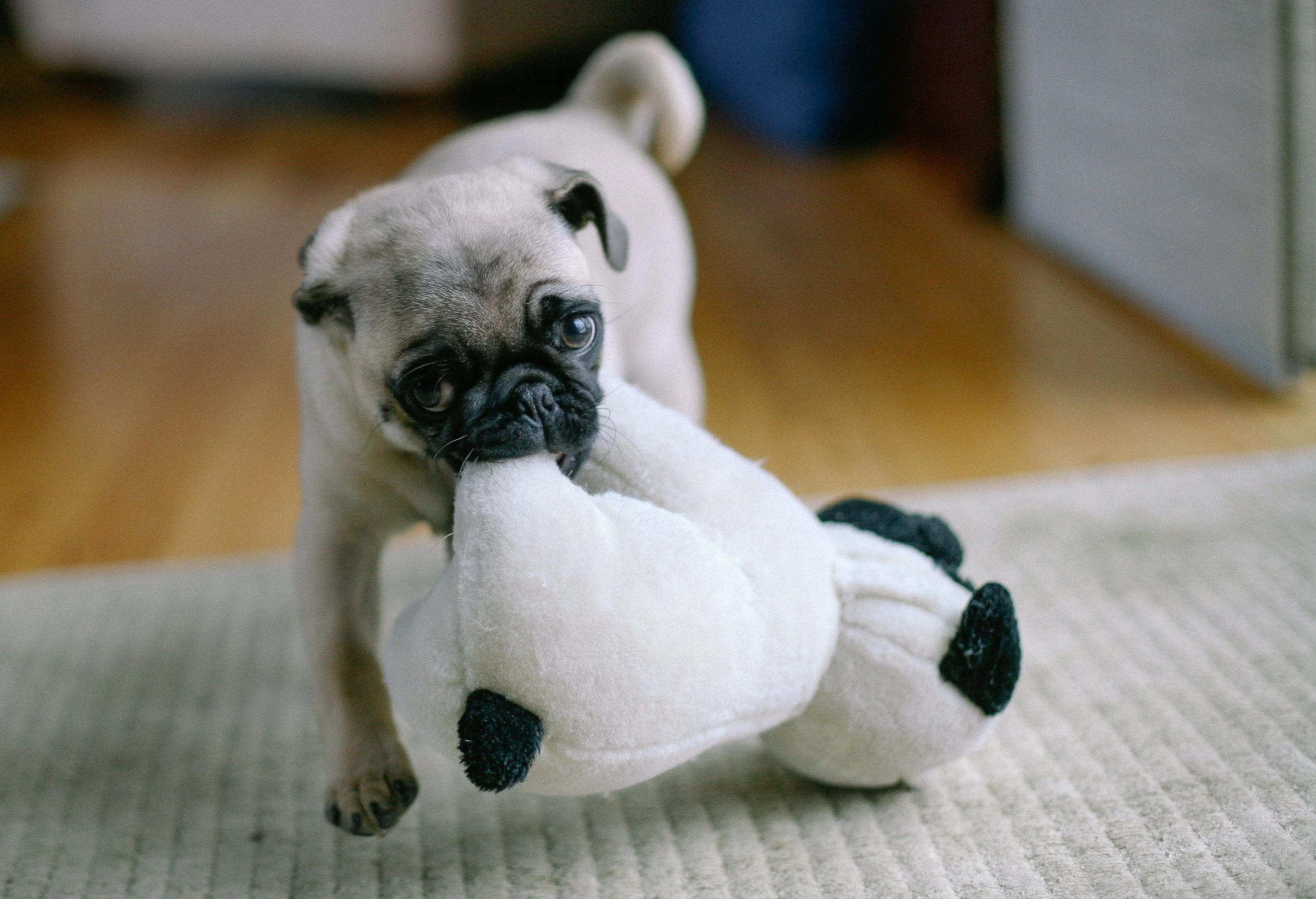 A cute pug puppy playing with a plush white dog toy with black spots on a beige carpeted floor.