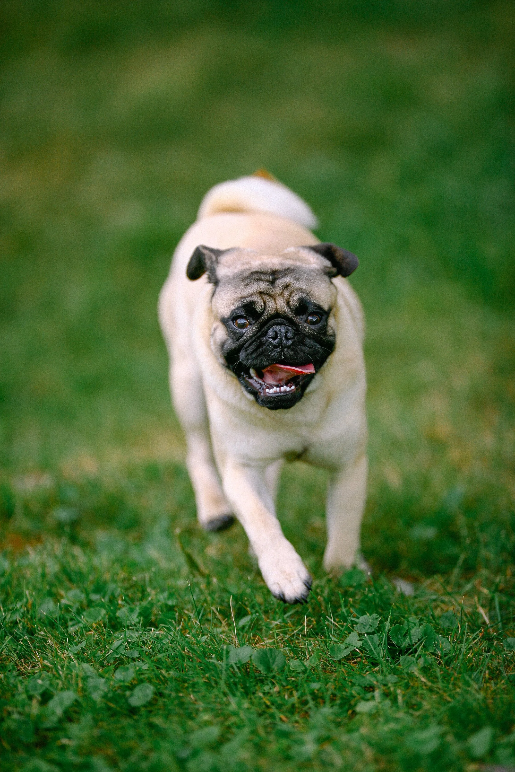 Pug dog running on grass with a happy expression, tongue out, outdoors.