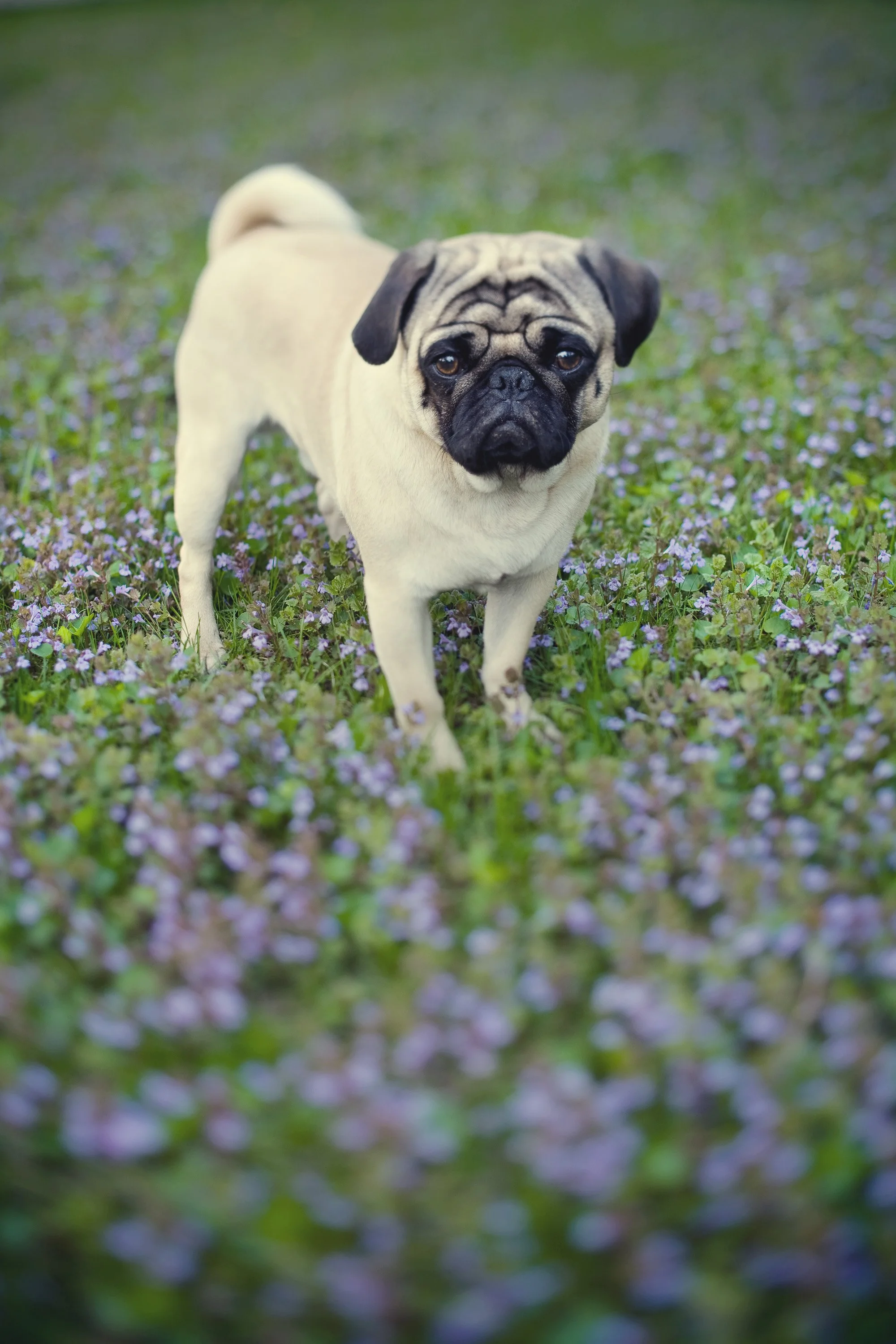 A pug dog standing on a field of purple flowers with a serious expression.