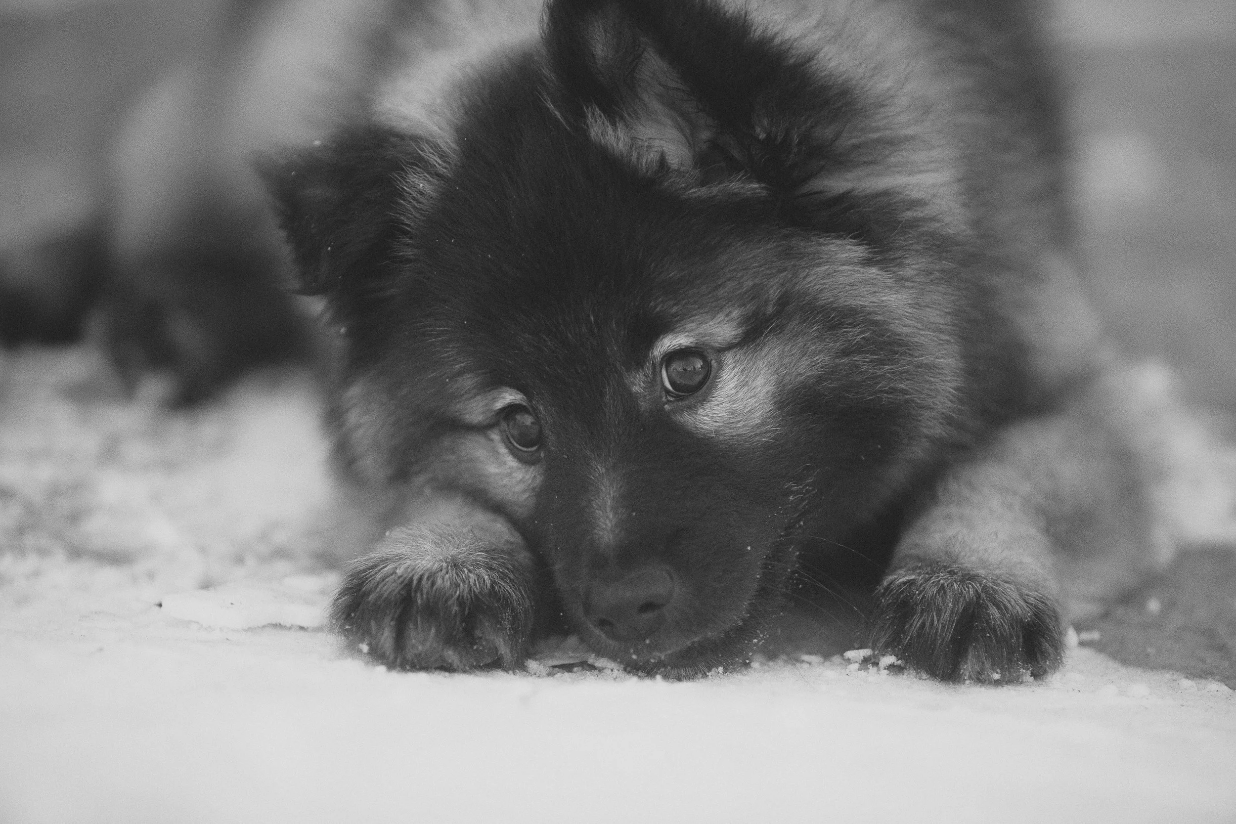 Black and brown puppy lying on a surface, staring directly at the camera, in black and white.