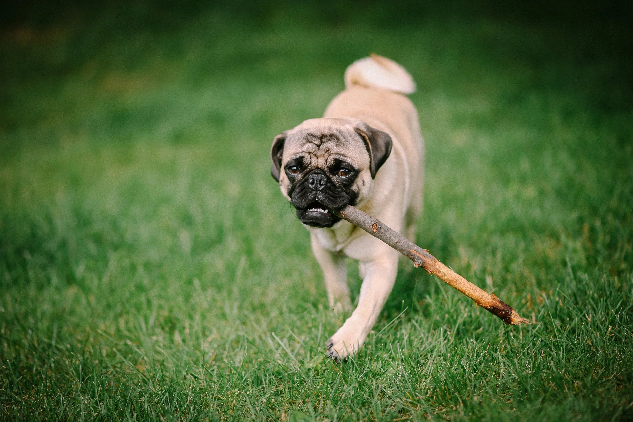 A pug running on grass with a stick in its mouth.