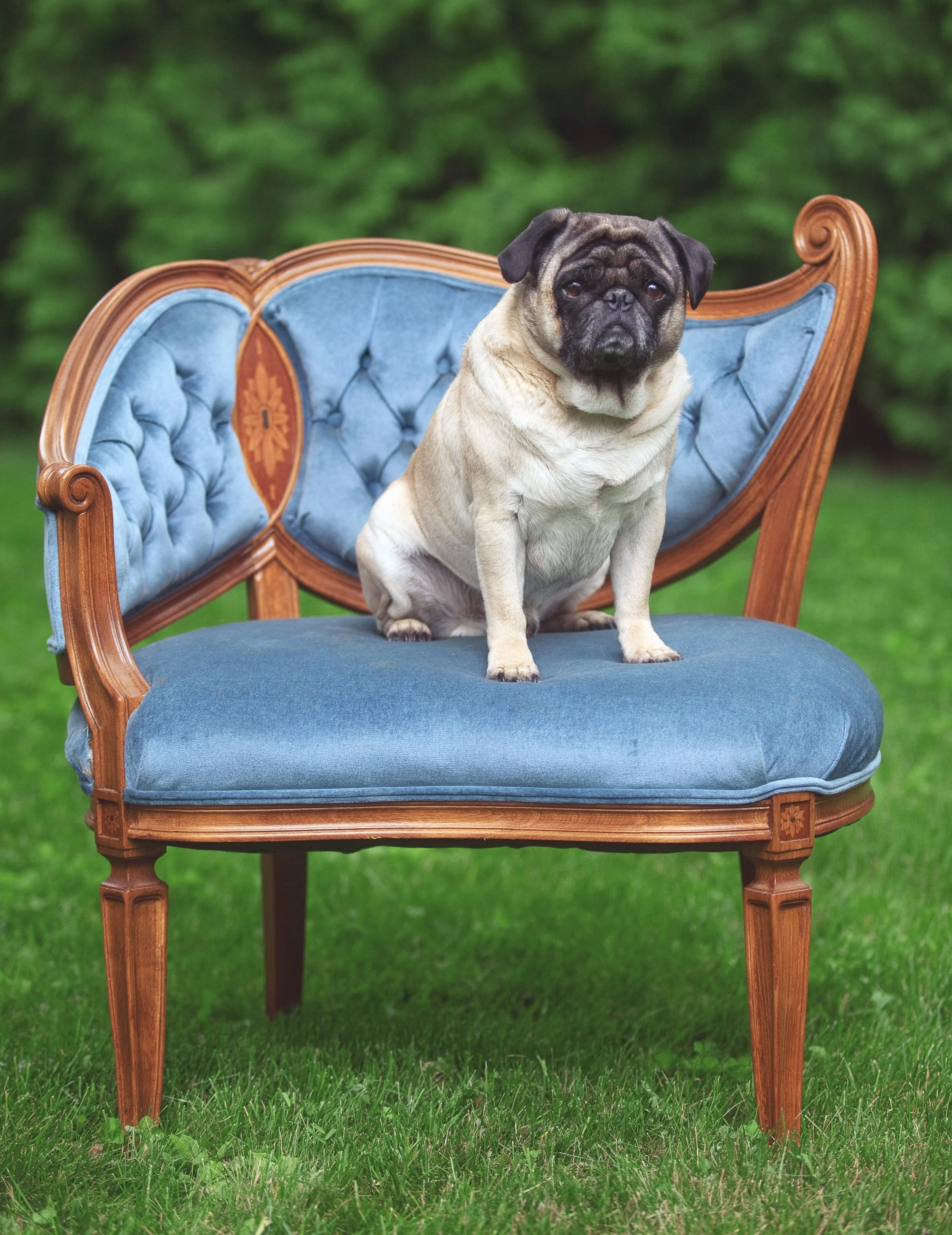 A pug dog sitting on a vintage blue velvet armchair outdoors with grass and green foliage in the background.