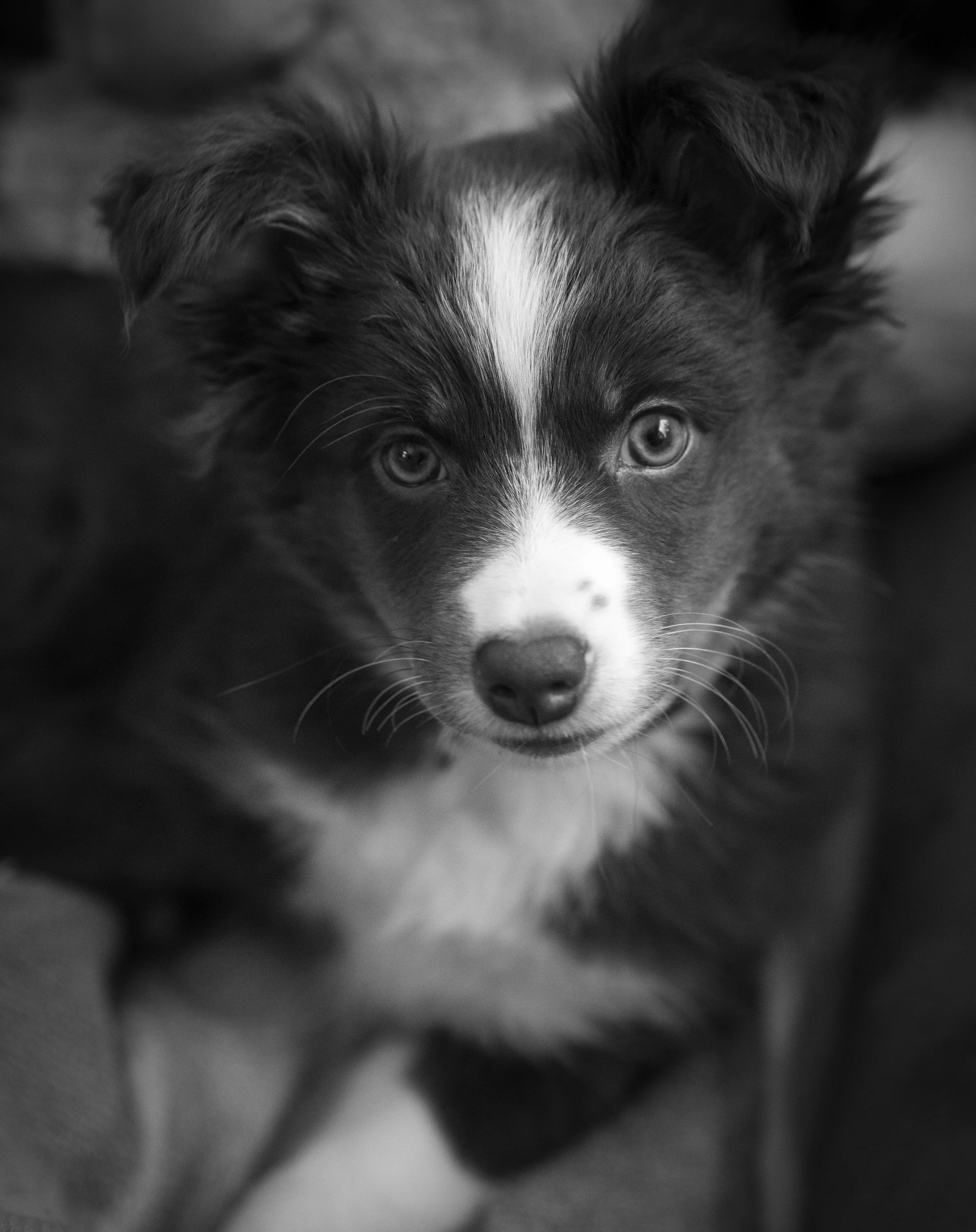 Close-up black and white photo of a Border Collie puppy with bright eyes and a white stripe on its fur.