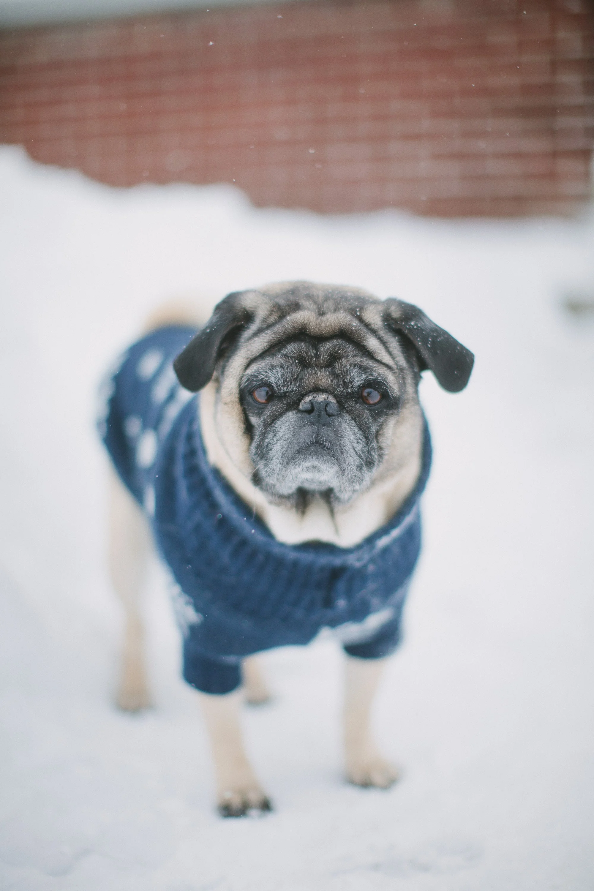 A pug dog wearing a navy blue sweater standing in the snow with a brick wall in the background.