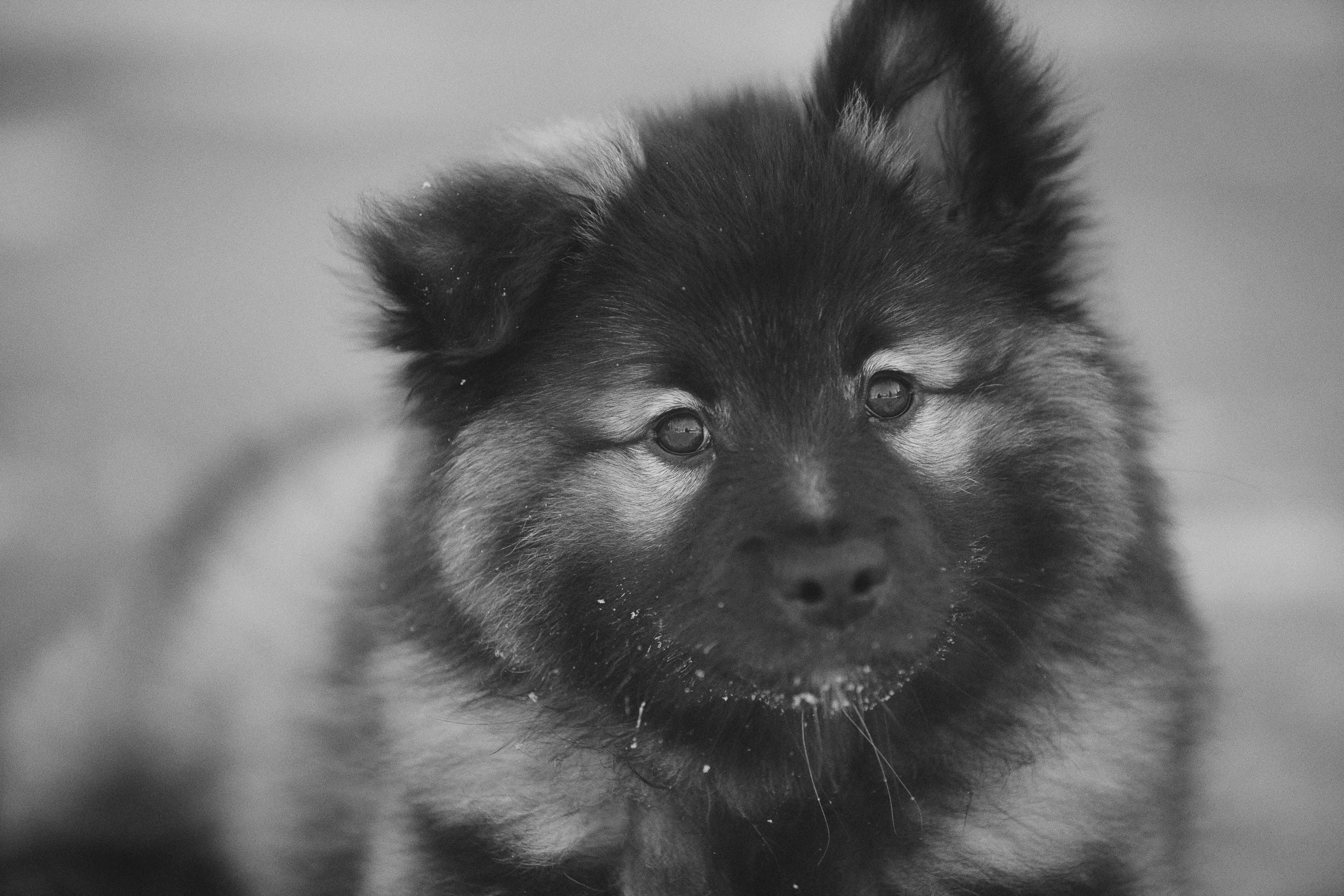 Close-up black and white photo of a fluffy puppy with a dark face and light fur around its neck, looking straight into the camera.