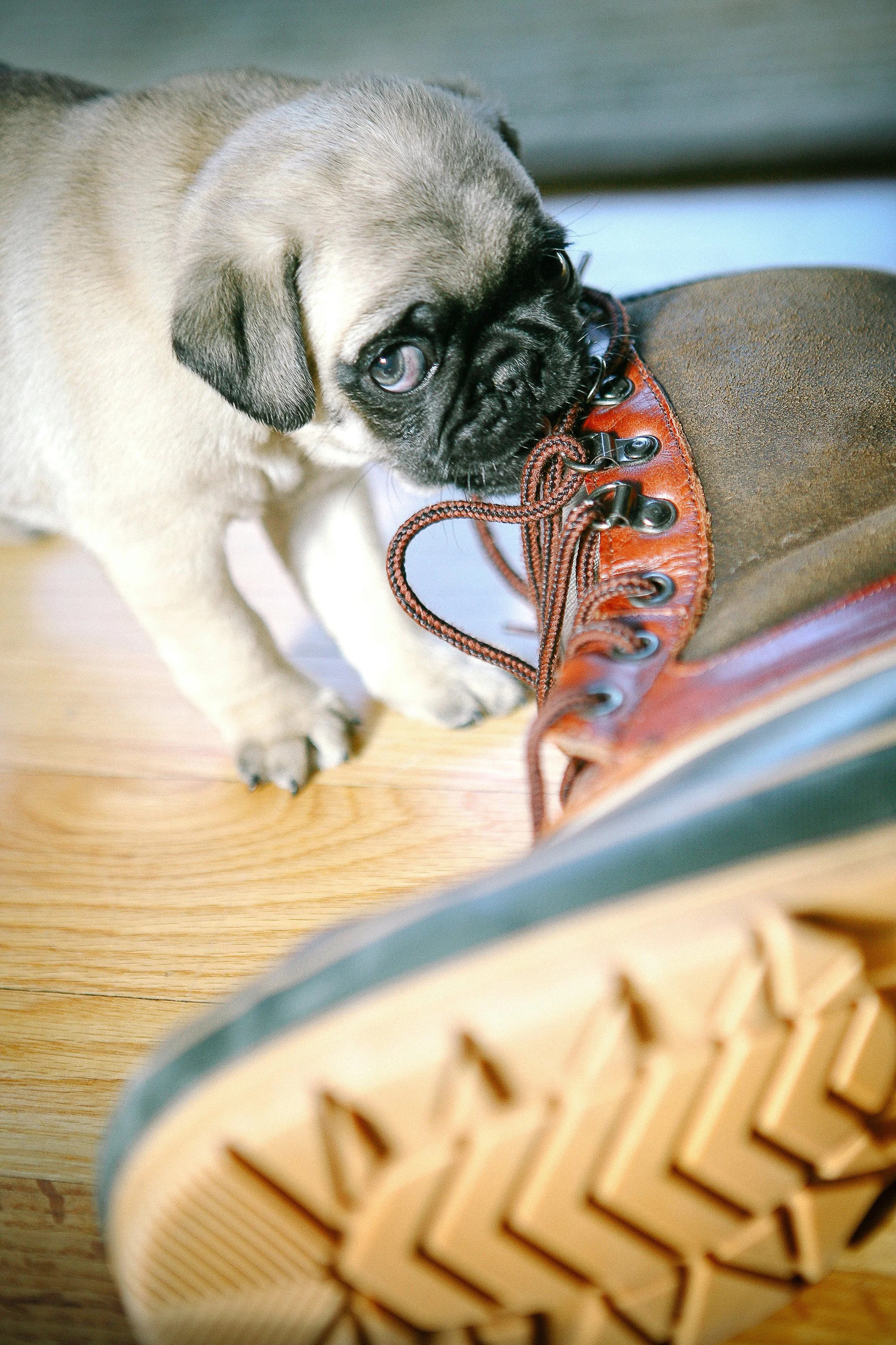 A puppy biting the laces of a brown boot.