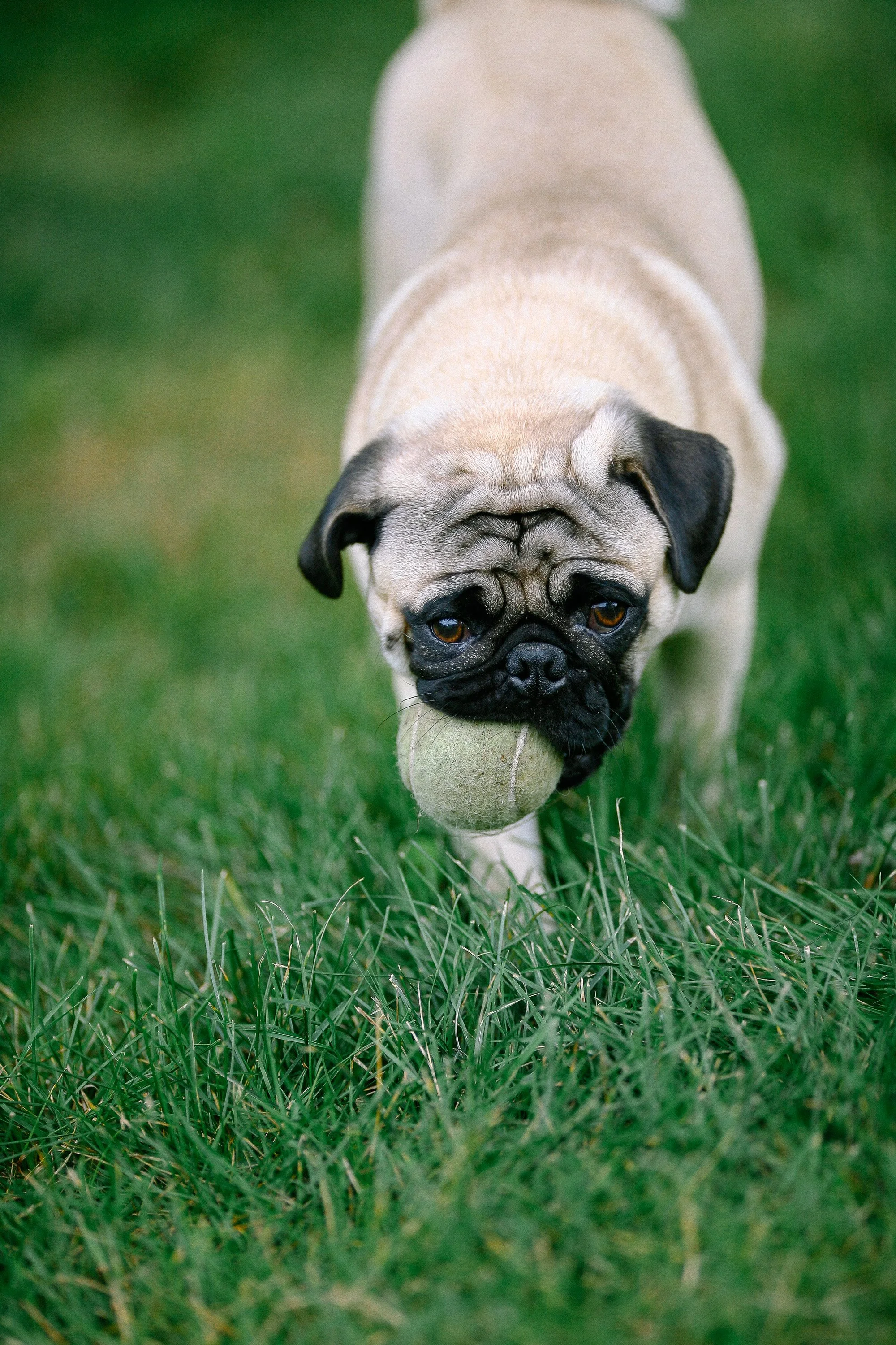 A pug dog carrying a tennis ball in its mouth while walking on grass.