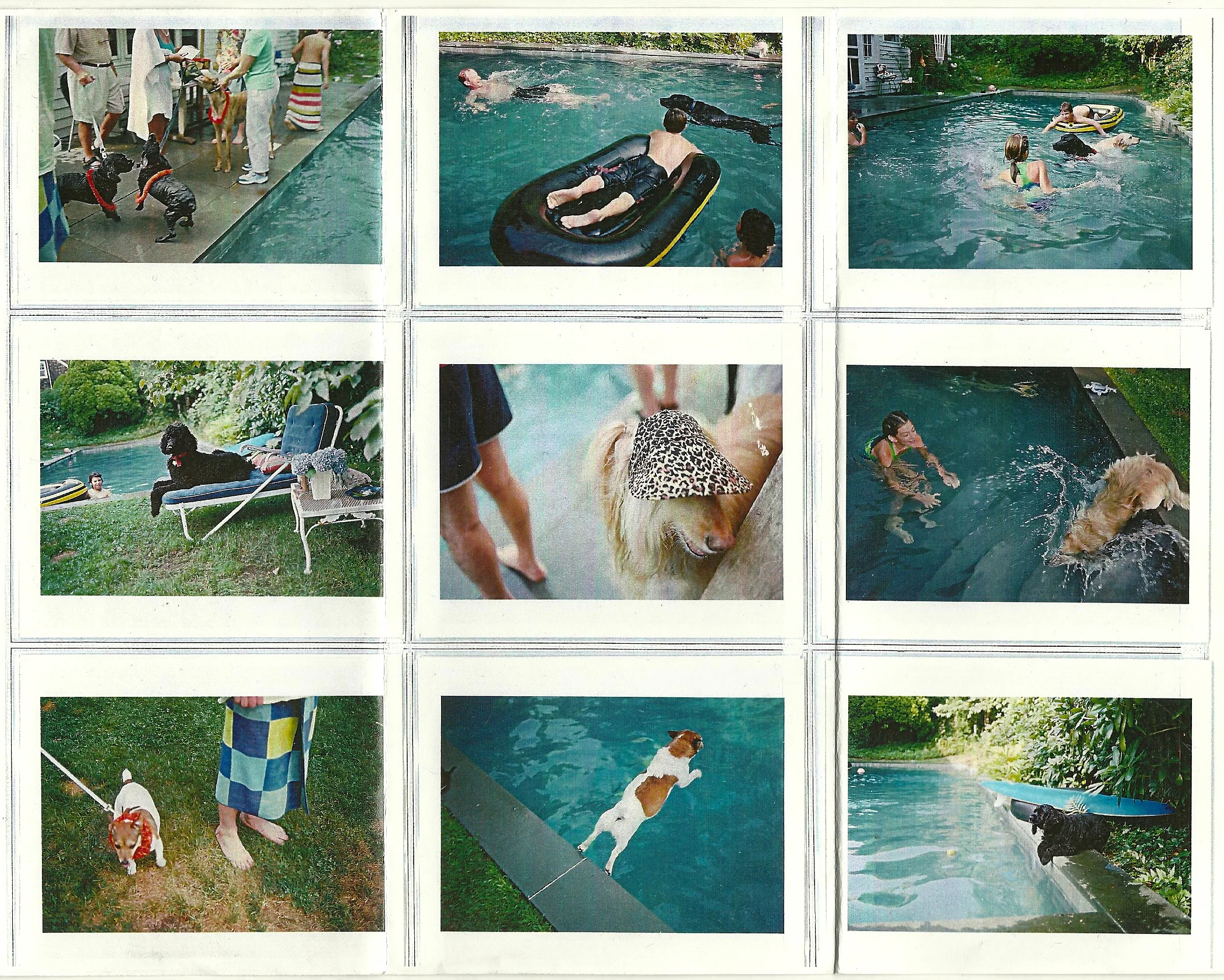 Jessie Dog Pool Party.jpg