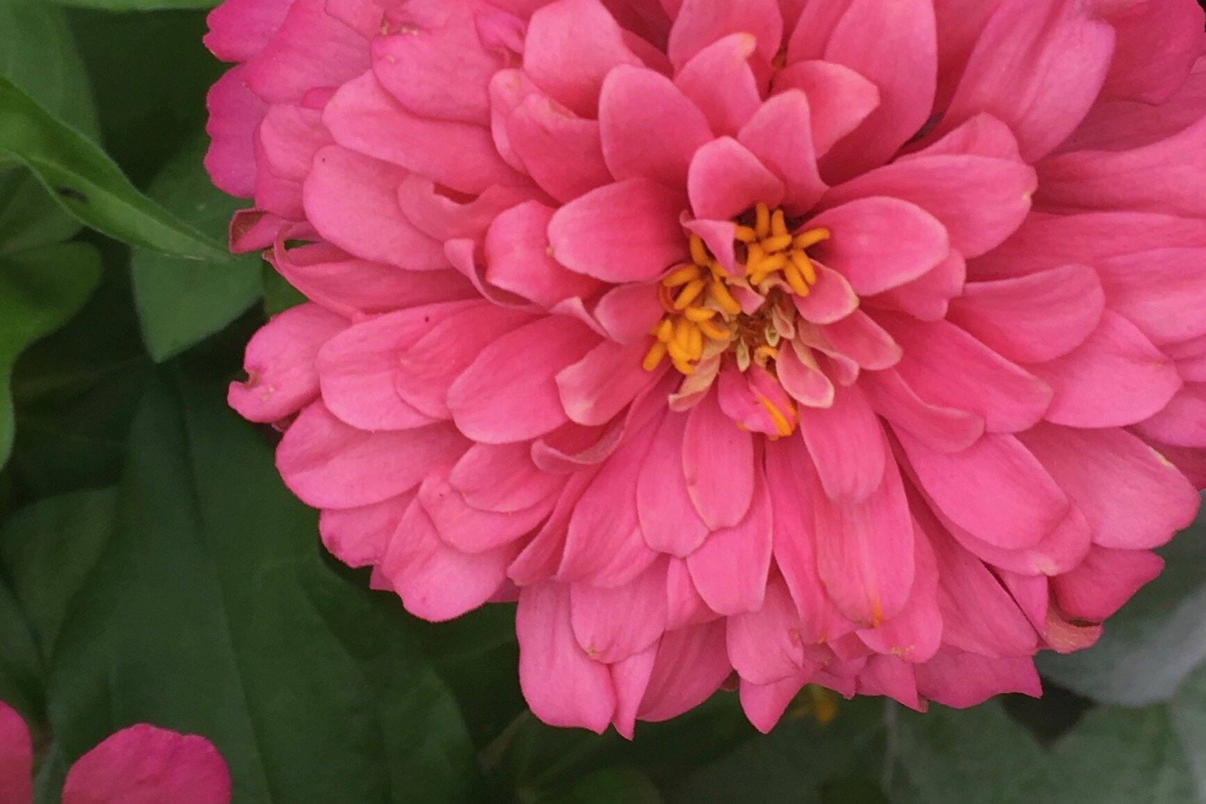 Organize your Summer Photos with Apple Photos (Virtual)