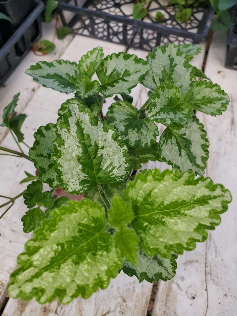 Lamium.jpg