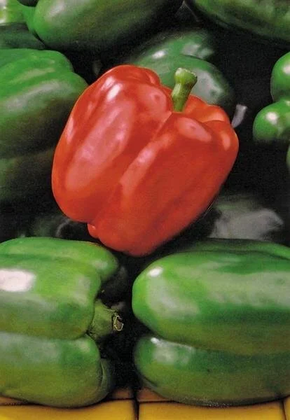Fat and Sassy Pepper.jpg
