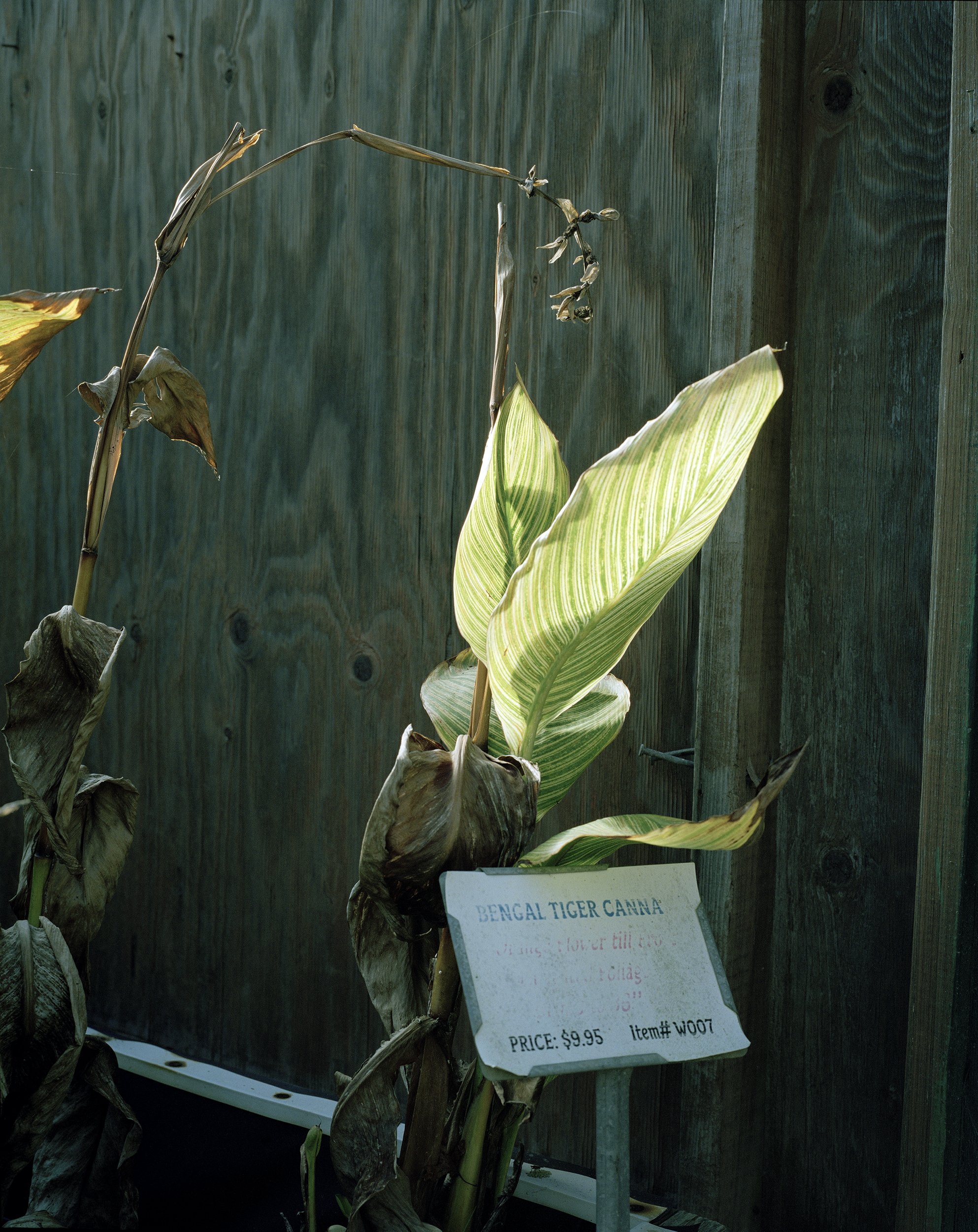 5 Aquatic Nursery Bengal Tiger Canna-RI.jpg