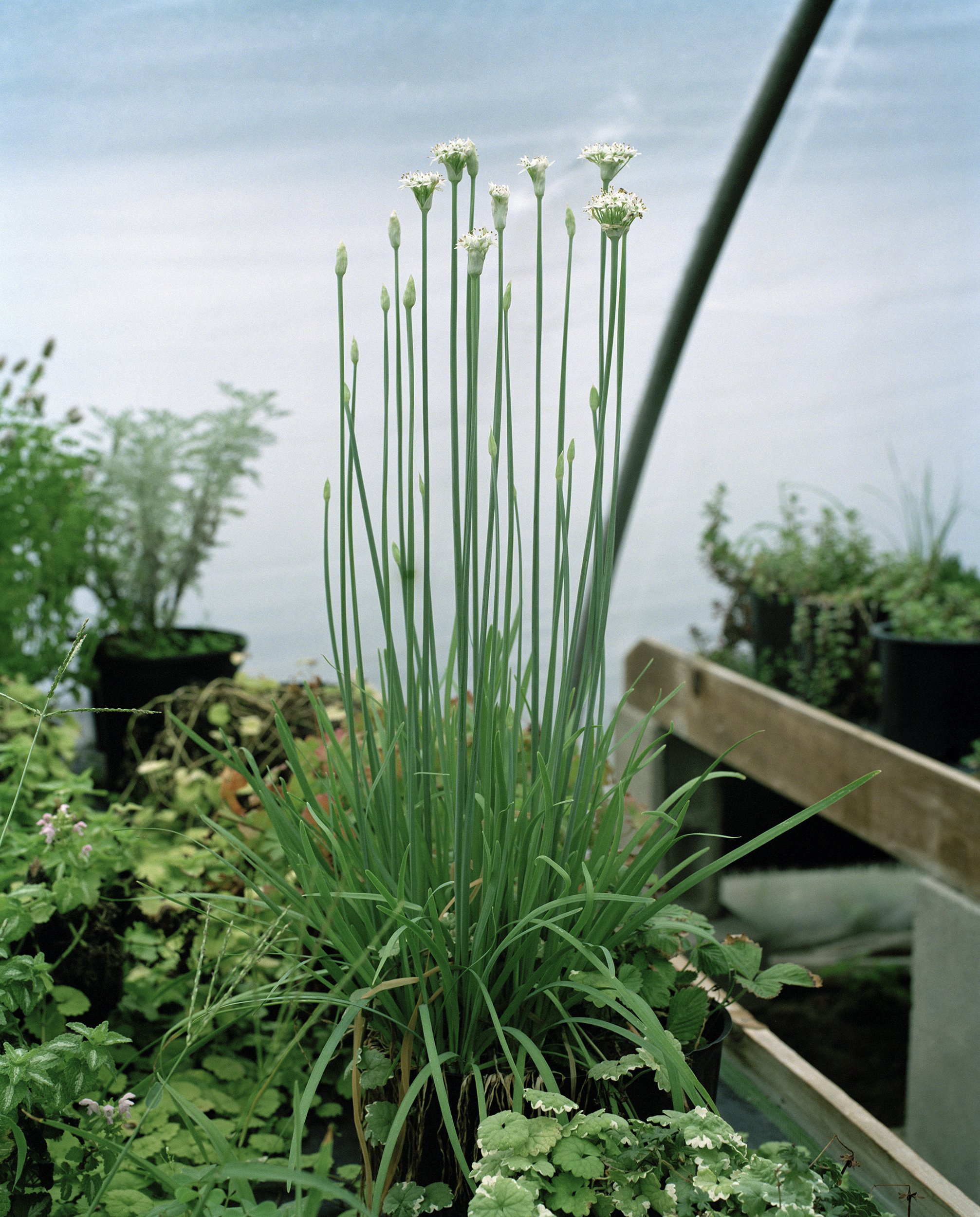 10 Scenic Gardens-Allium.jpg