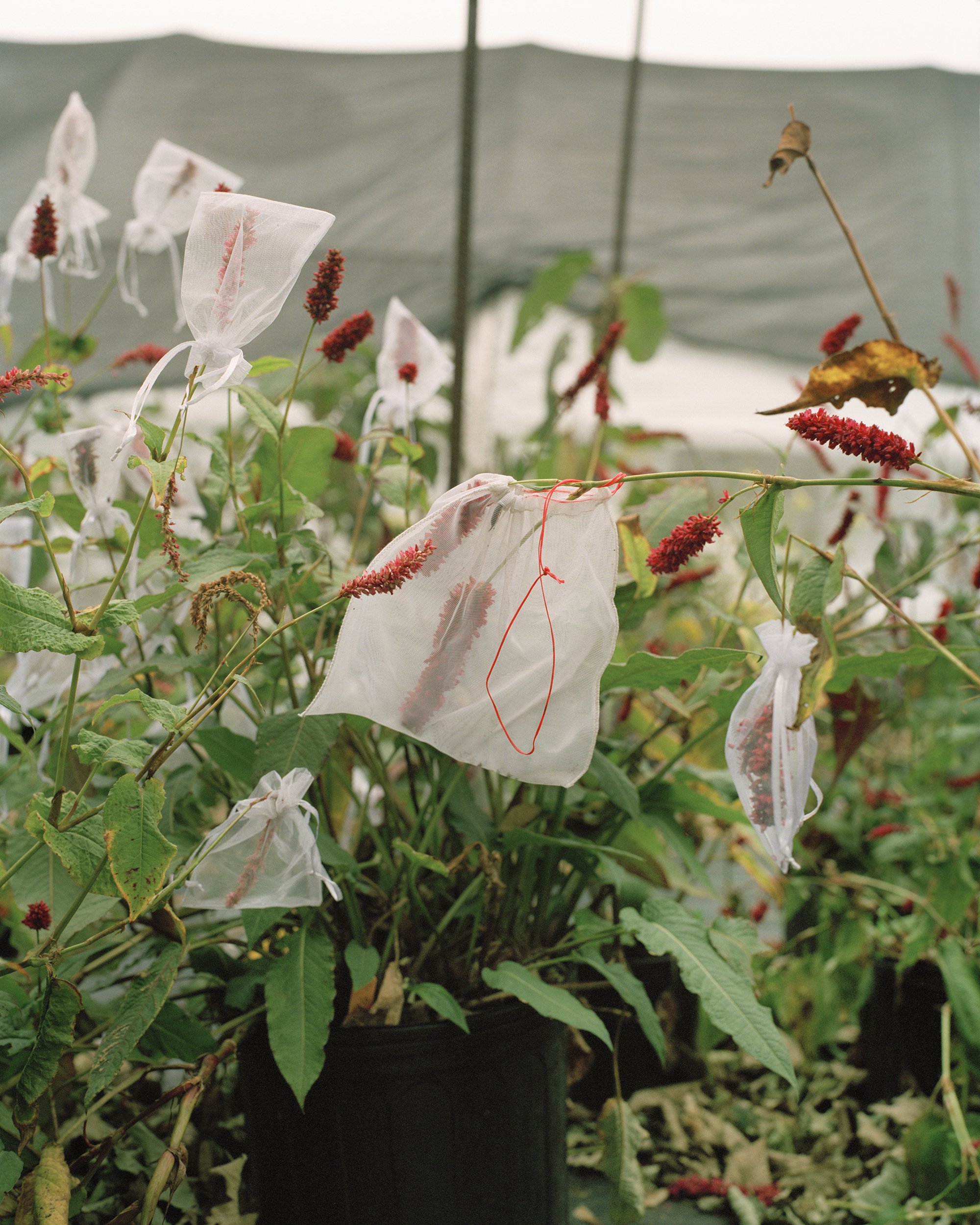 16 Issima-Propagation-Little Compton, RI.jpg