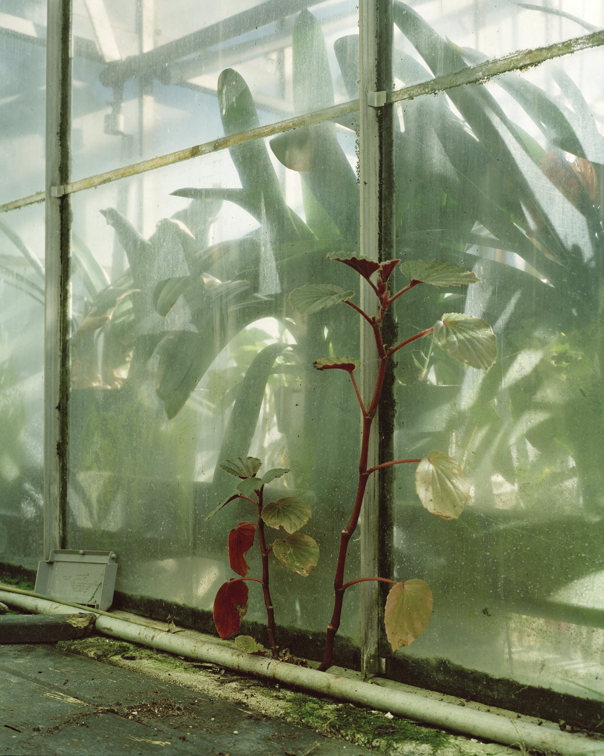 19a Guest Greenhouse-Begonia.jpg