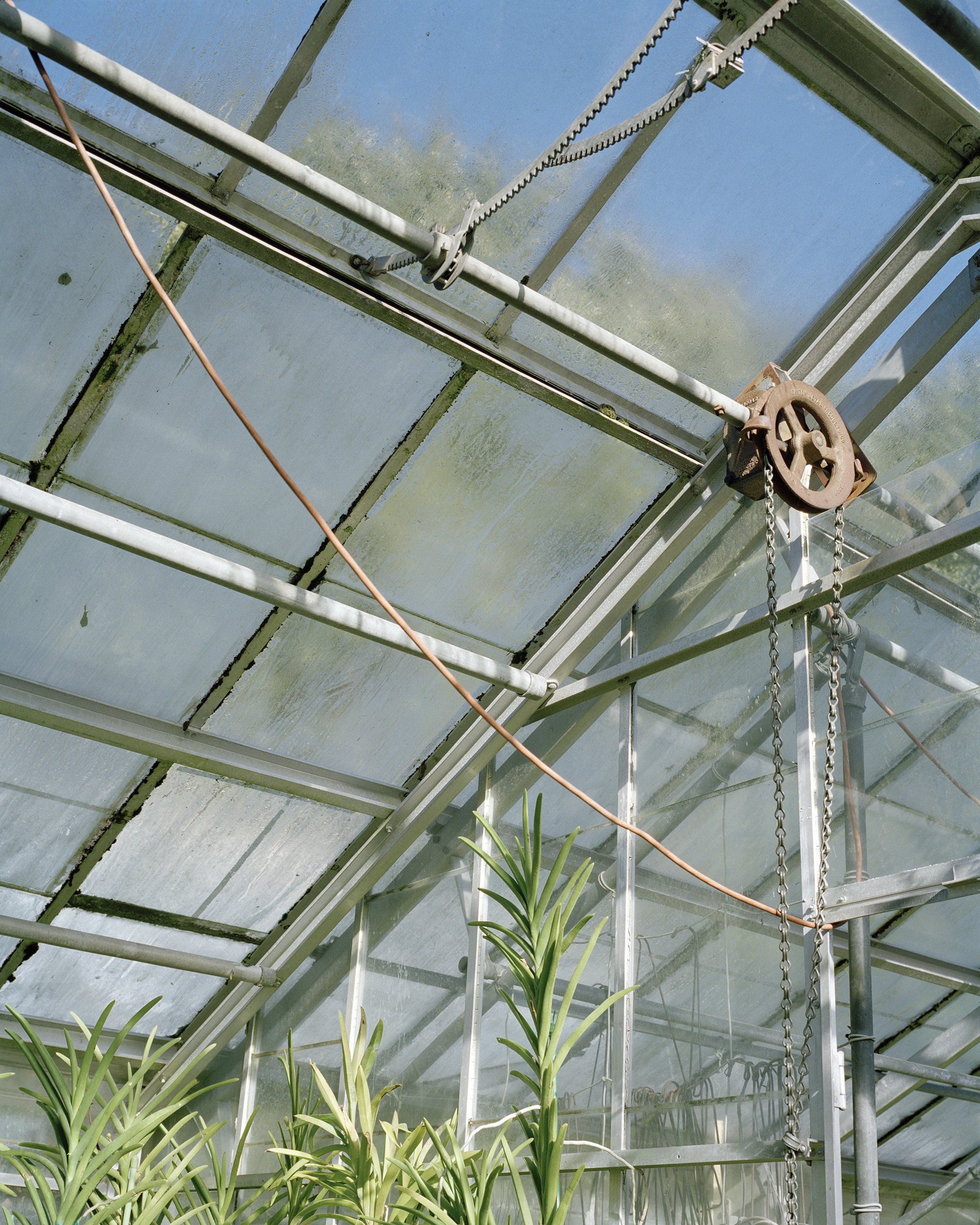 22 Guest Greenhouse-Roof Orchids.jpg