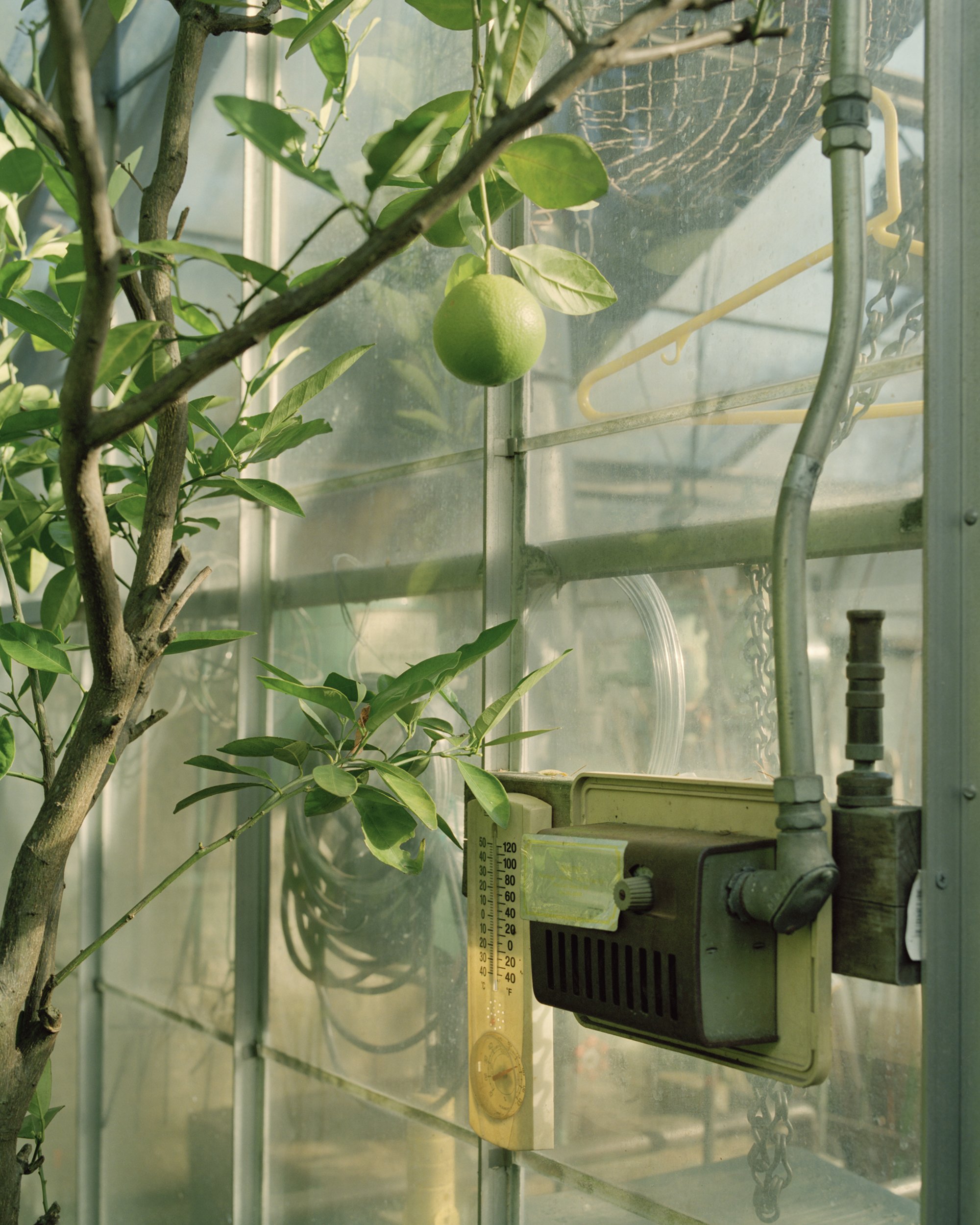 23 Guest Greenhouse-Lime Thermometer.jpg