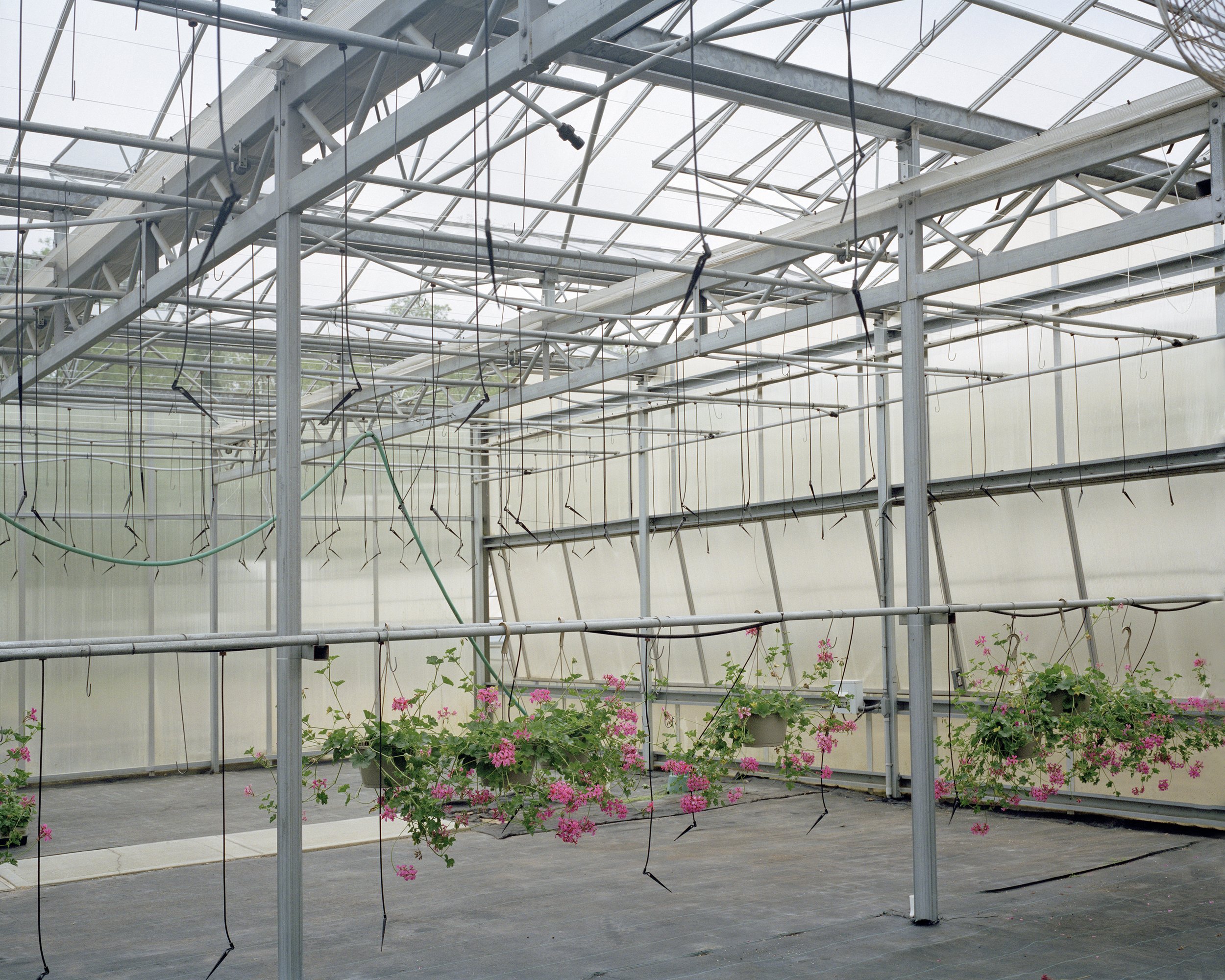 29 Aqueboque Greenhouse-Geraniums.jpg