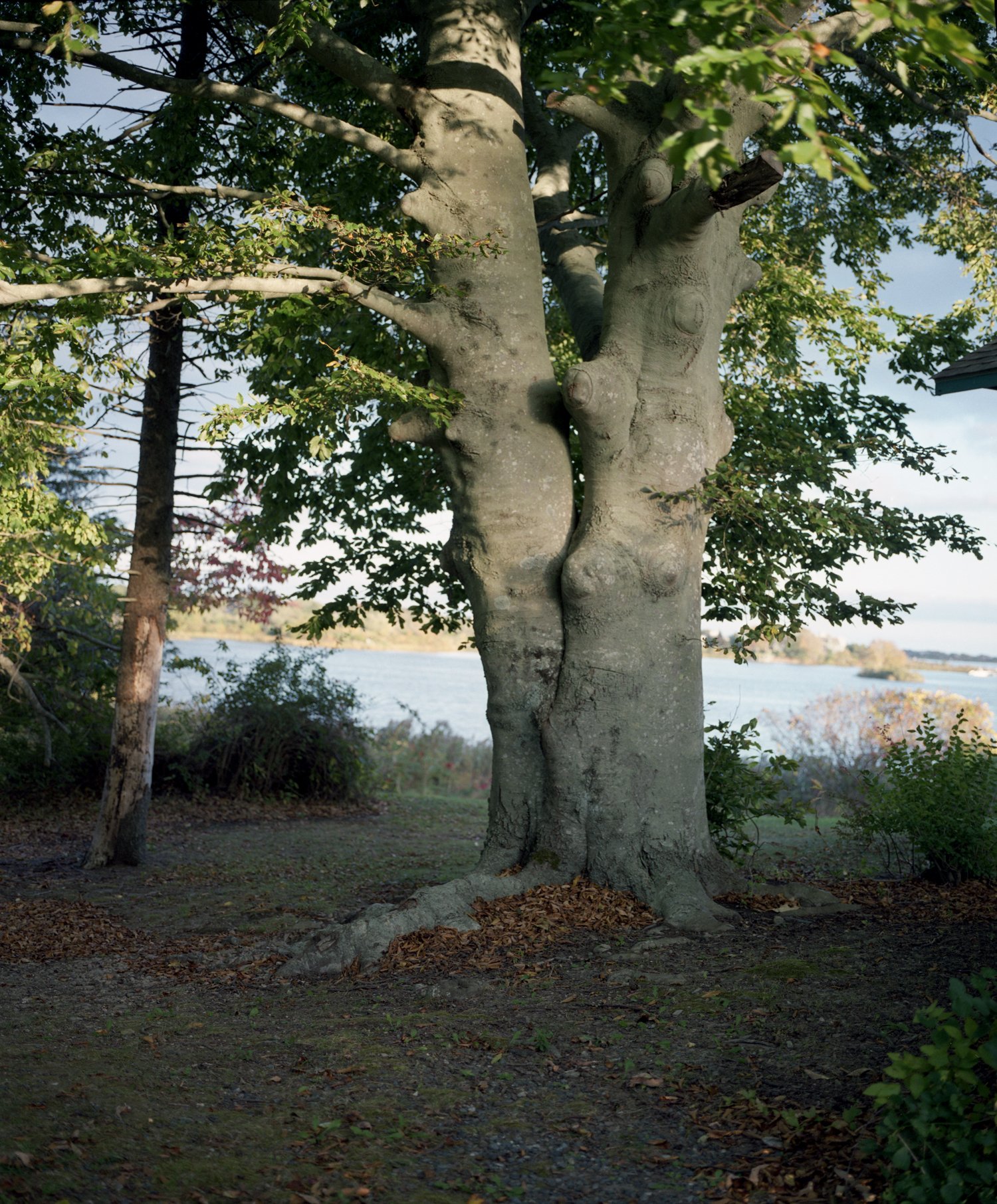 30 Beech Tree (Overseeing Ancestral Acres)-2013-340.jpg