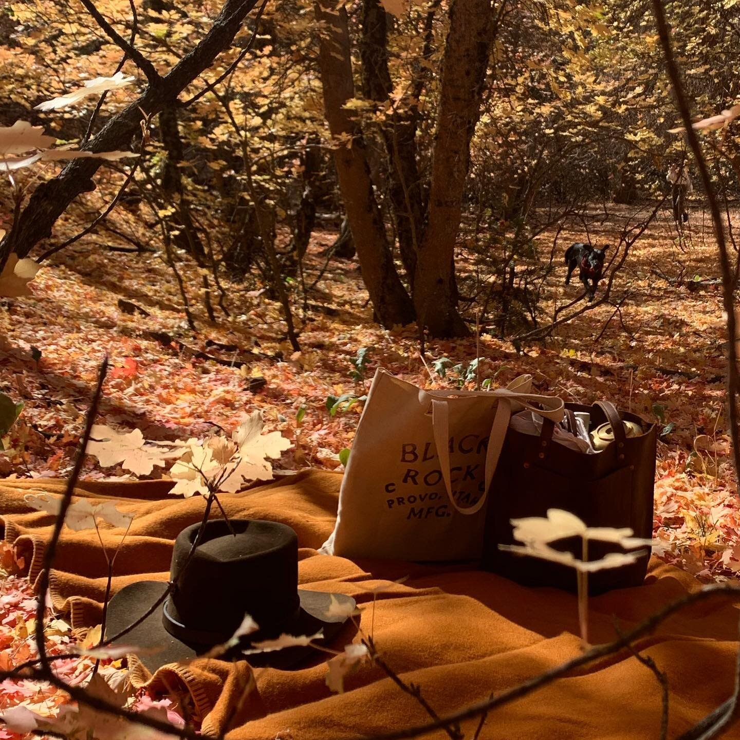 Fall picnic 🧺