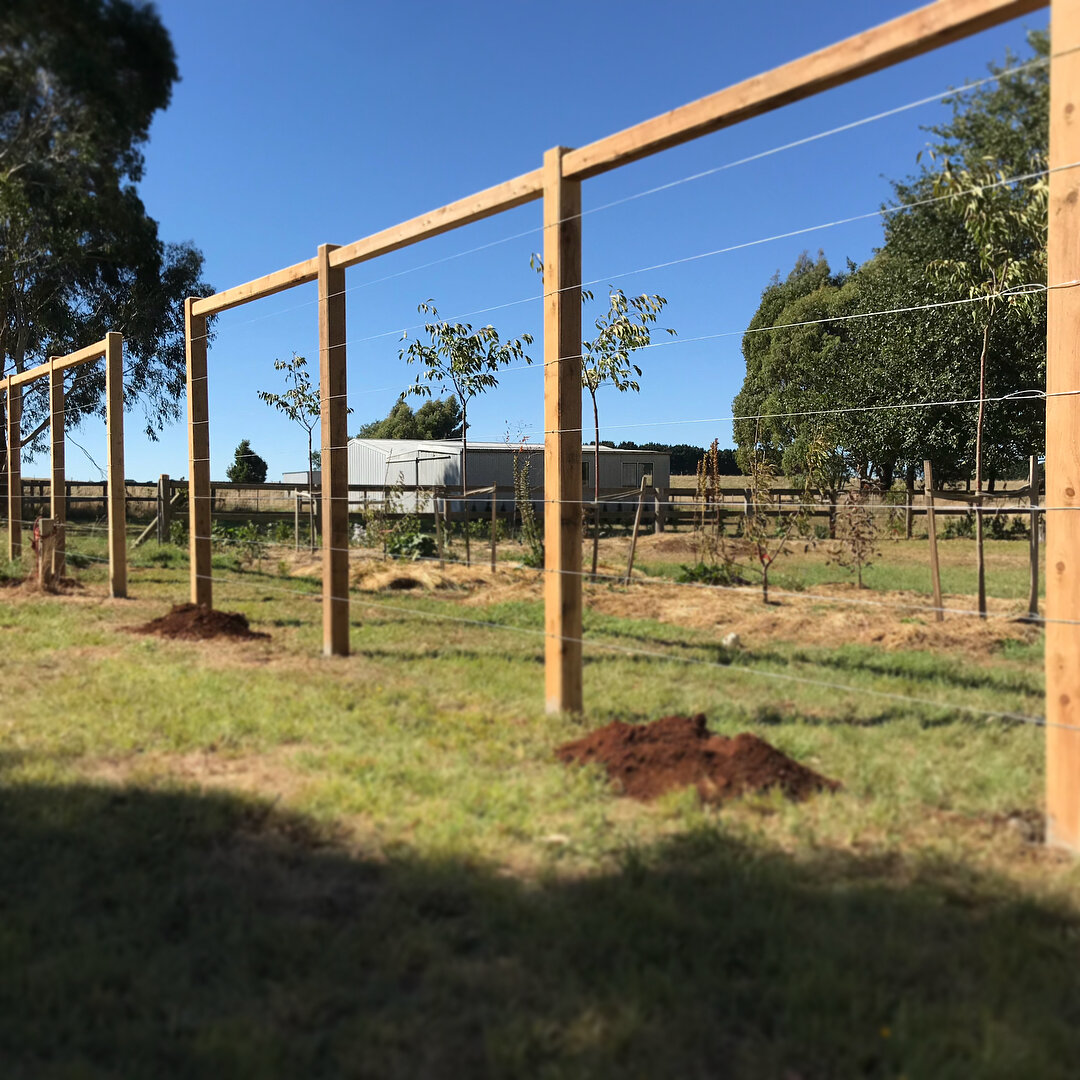 ESPALIER FRAME 🔨 A new espalier frame will make all the difference to a new row of fig trees. #kynetonfencing #qualityservice #attentiontodetail #macedonranges