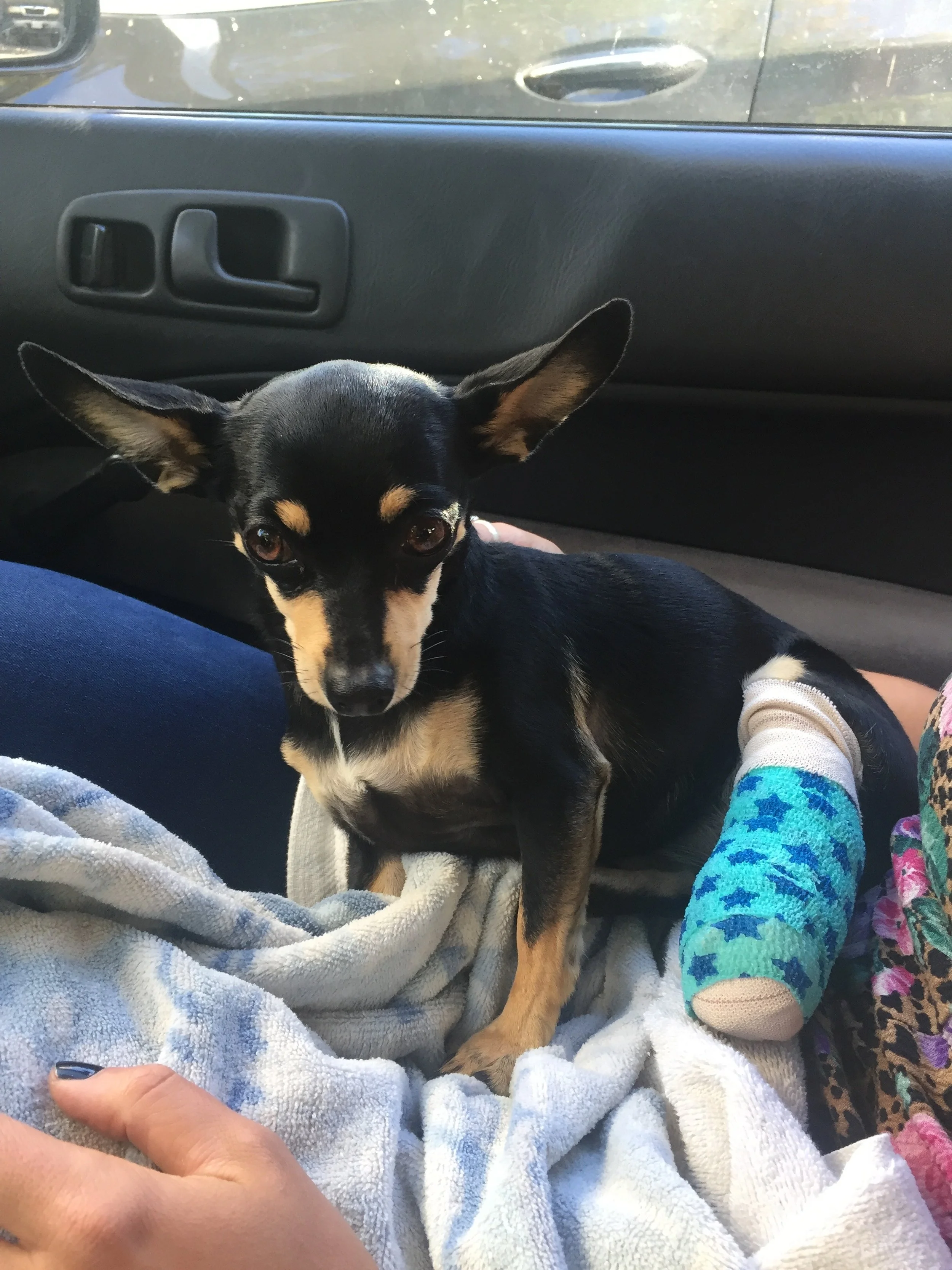 [Archive] Hurting Those I Love, Or How I Lost (and found) My Dog - September 2019