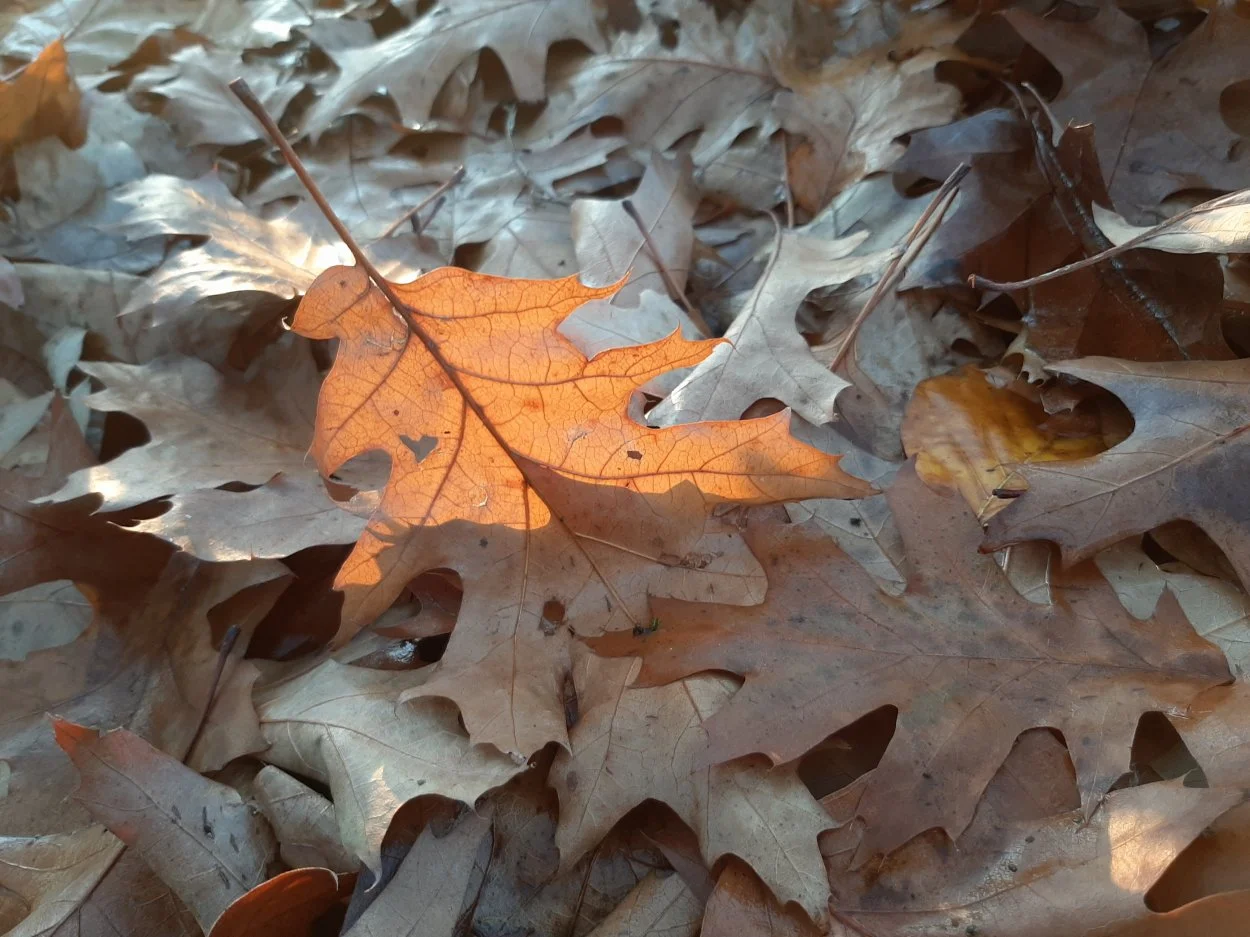 4  20201119_154057.JPG