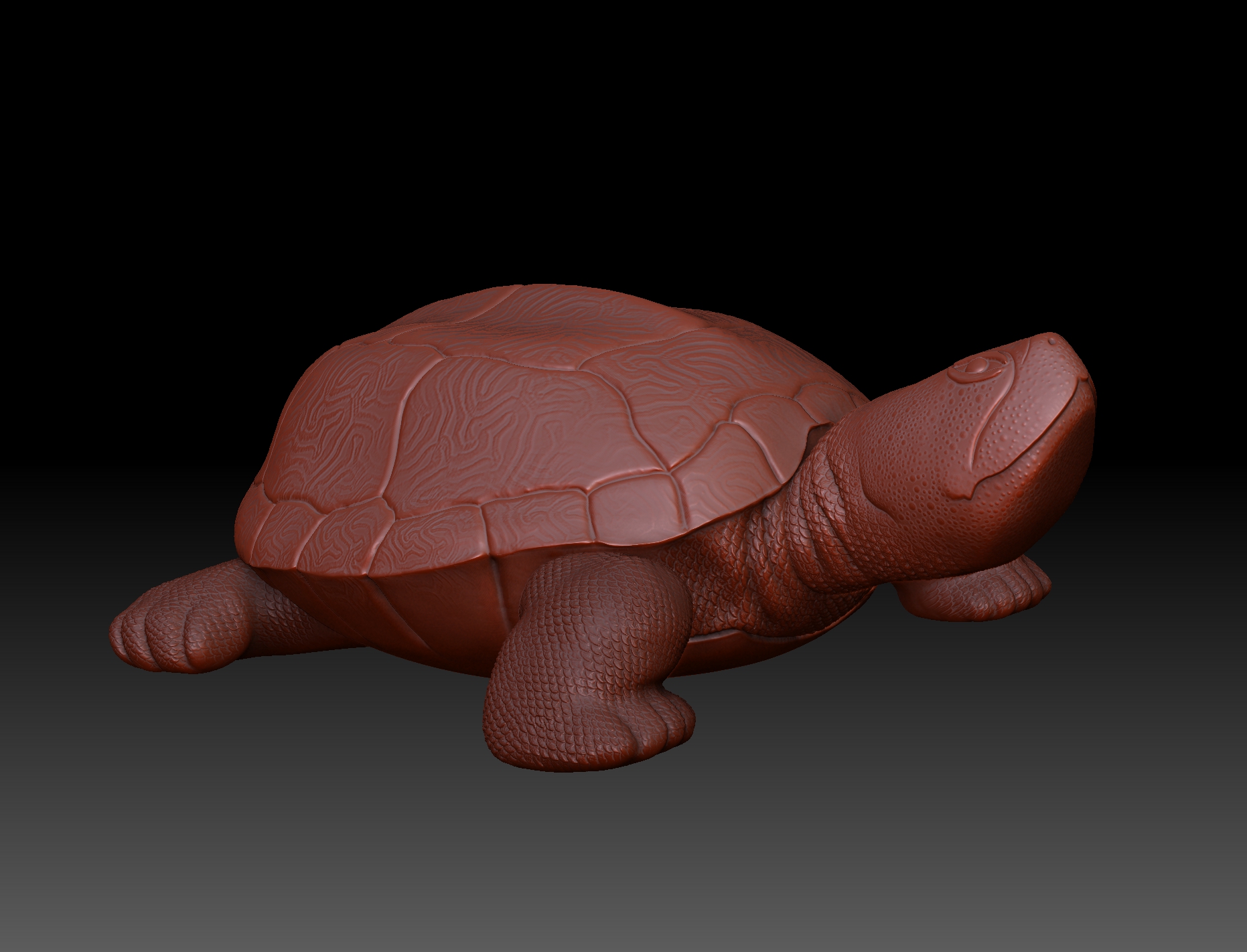 turtle_render.jpg