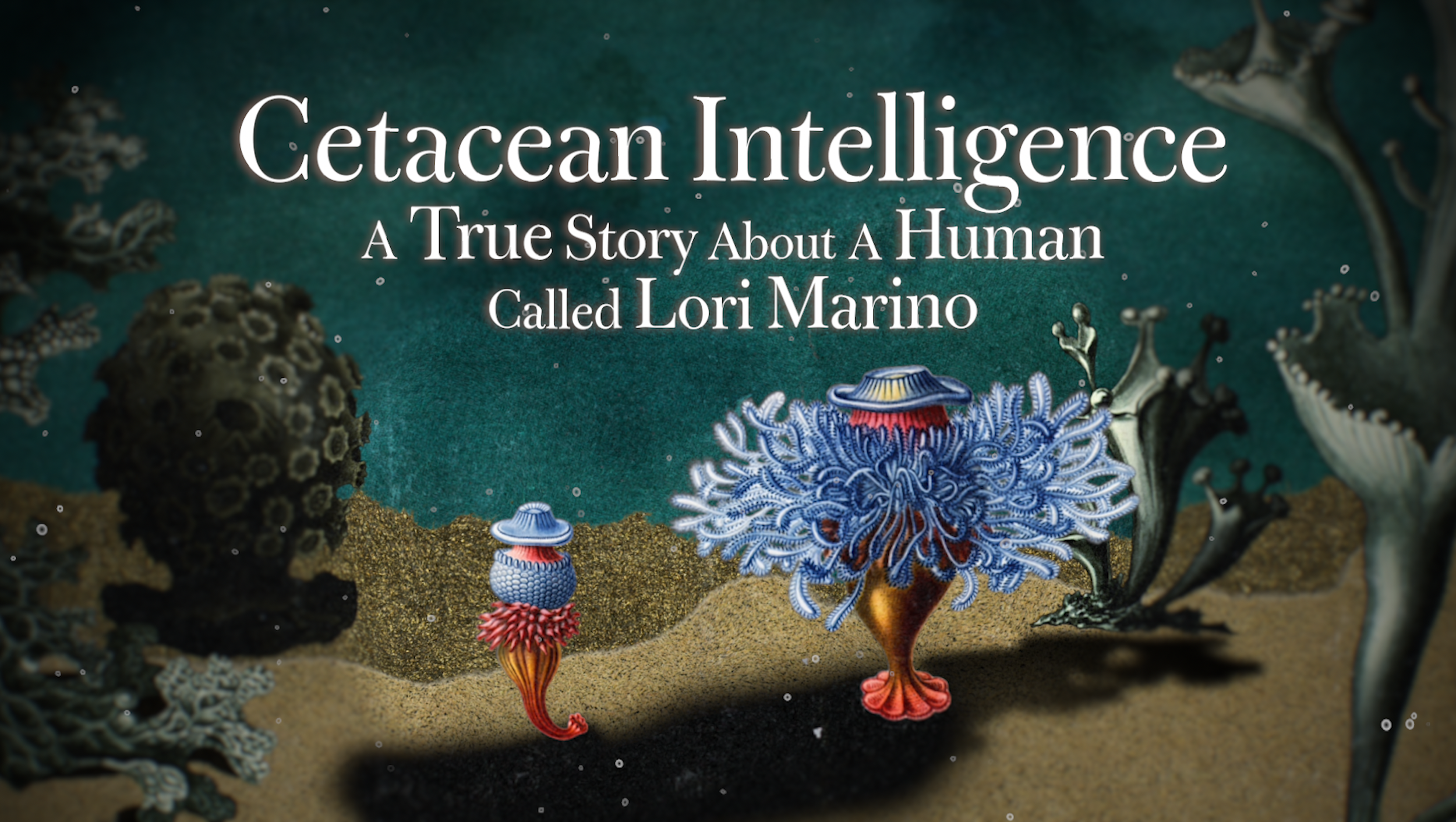 Cetacean Intelligence︱Short Documentary