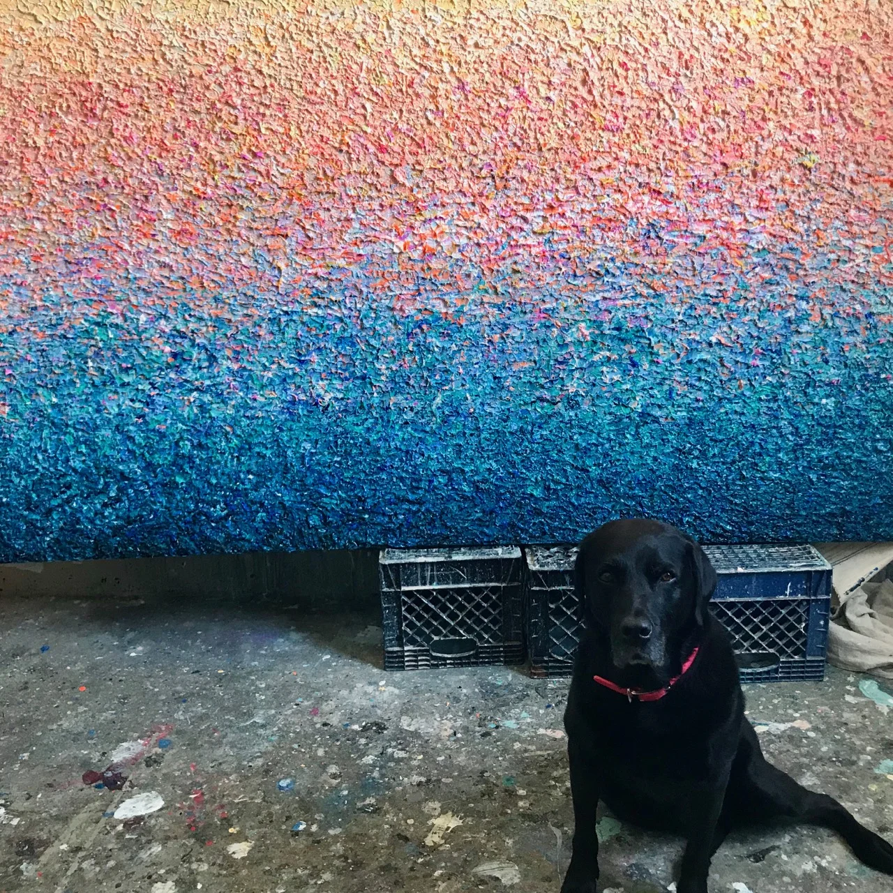 My studio mate Coco in front of a very textured and heavy recent painting. Acrylic on canvas, 48 x 84”