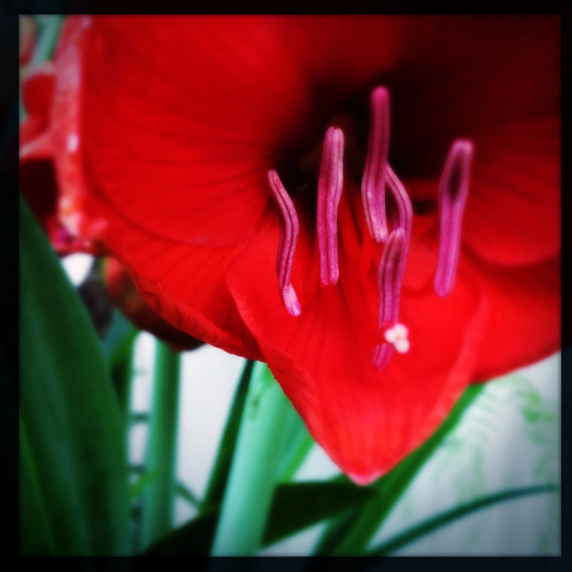 Amaryllis
