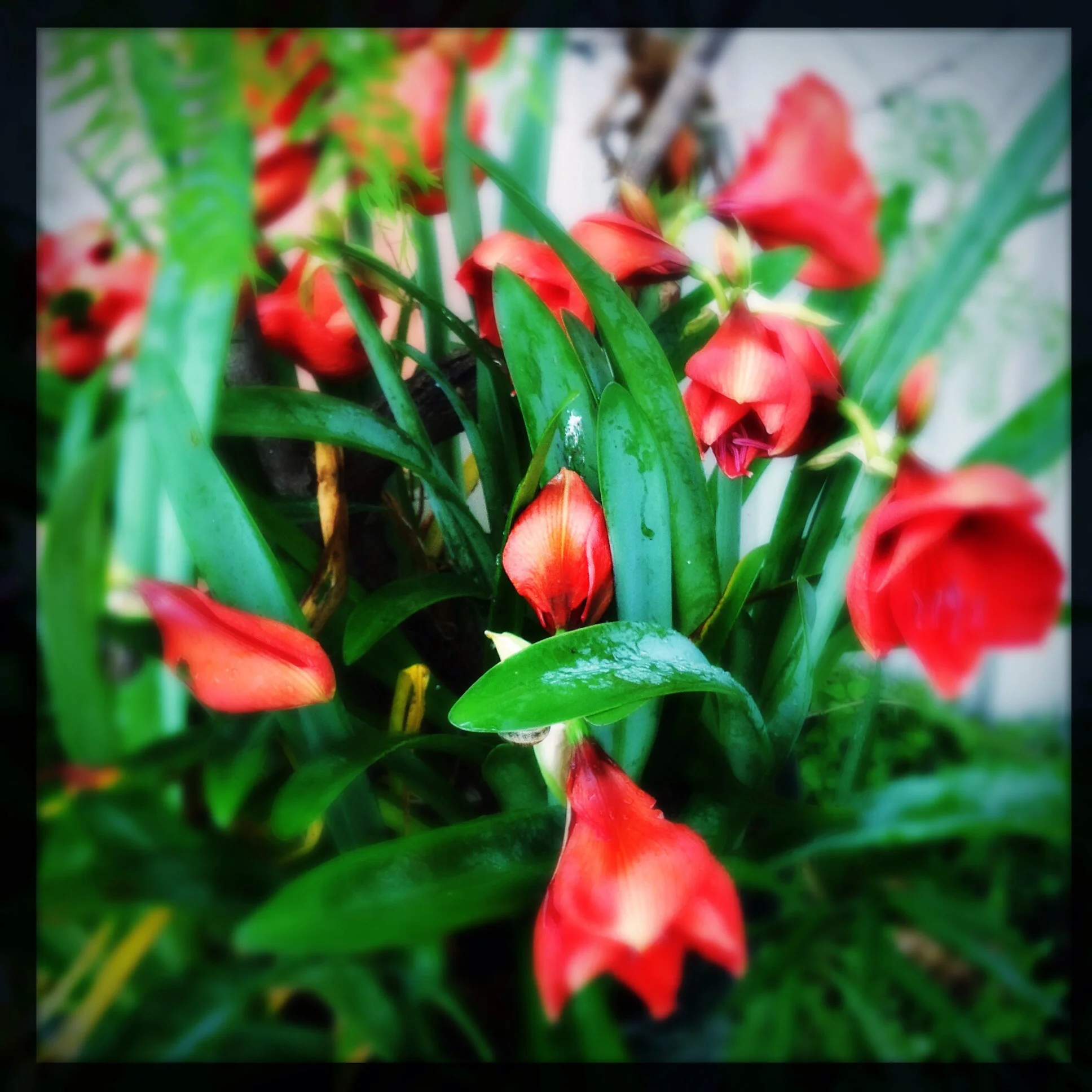 Amaryllis