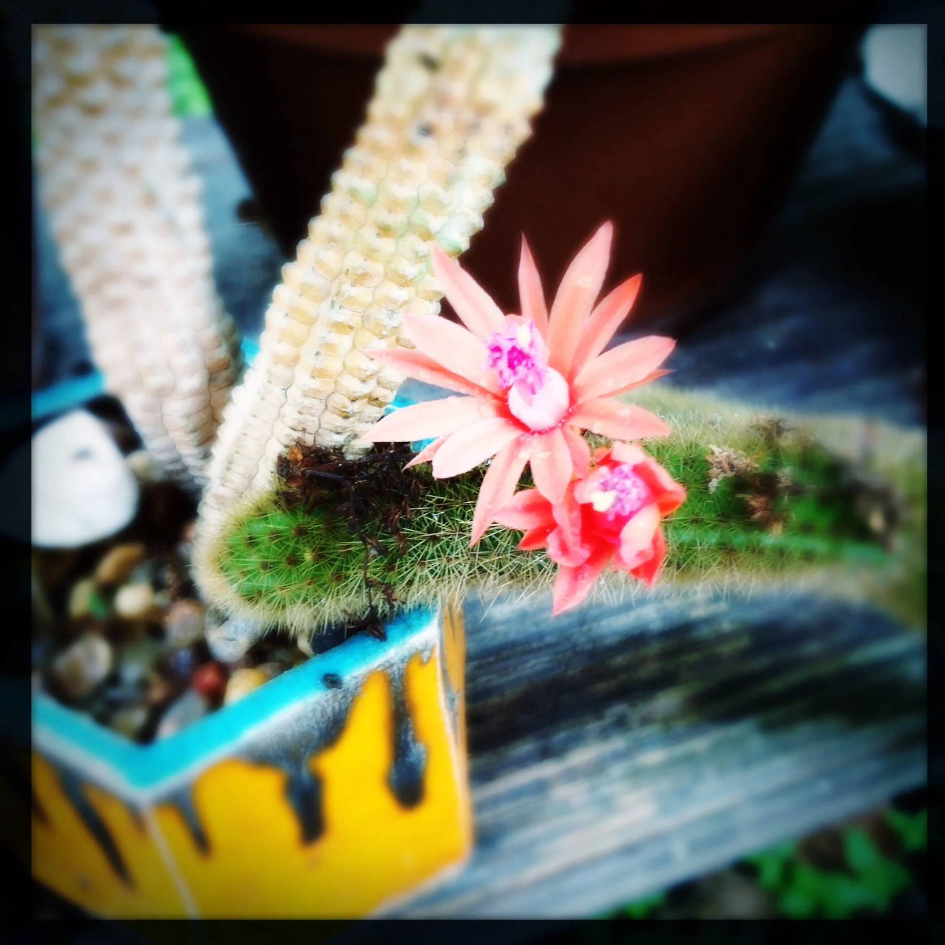 cactus flower and one of my old pots