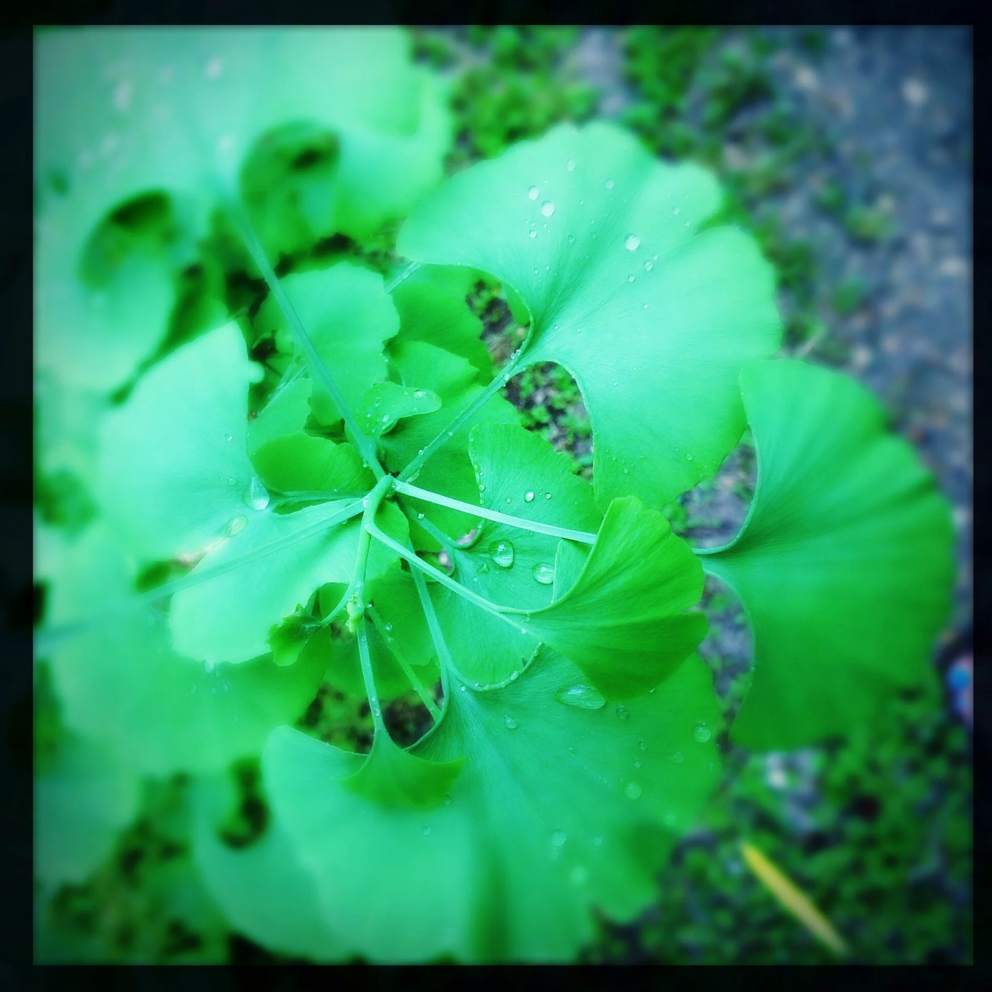 Ginkgo tree