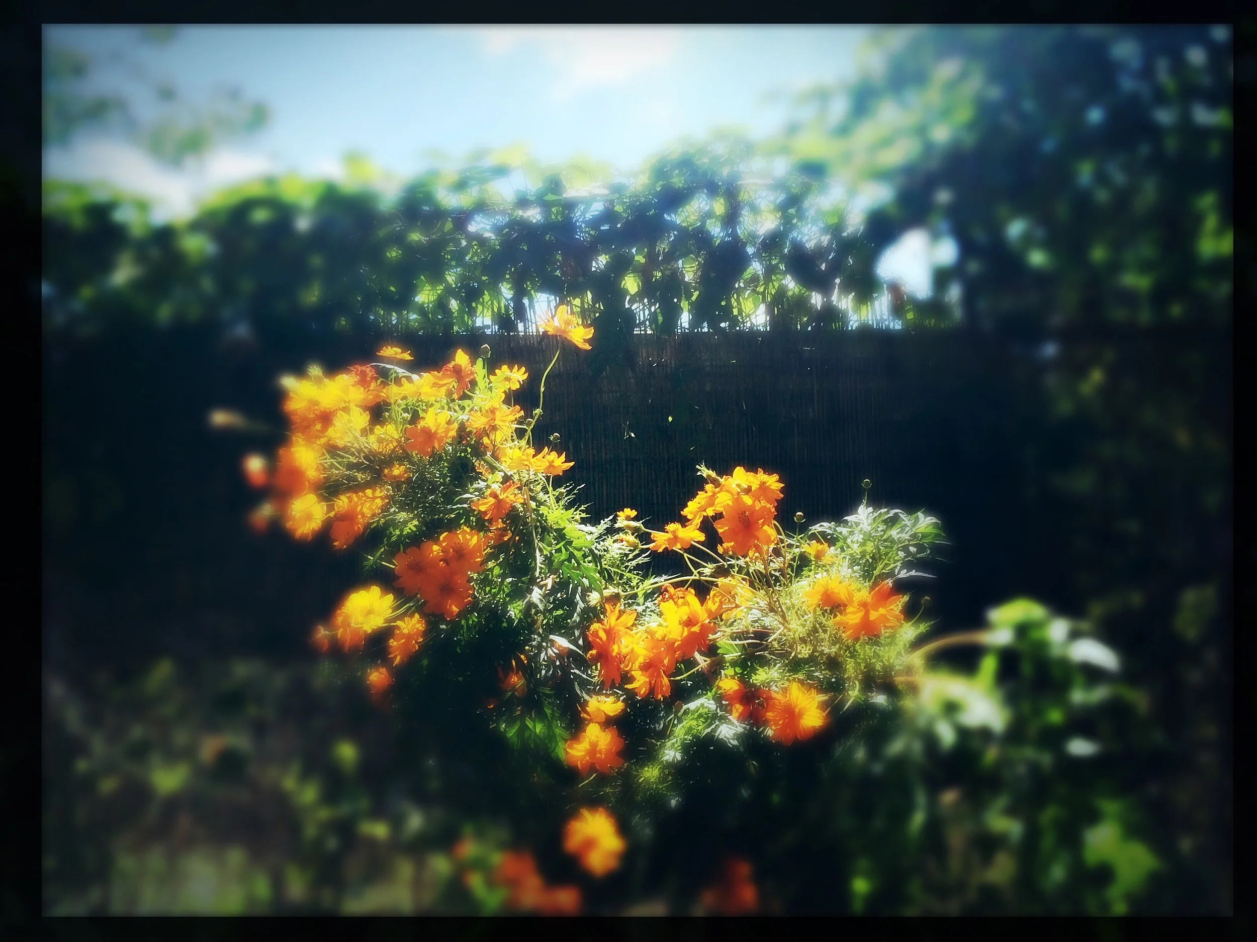 Happy pic from my garden. Inspiration for colour