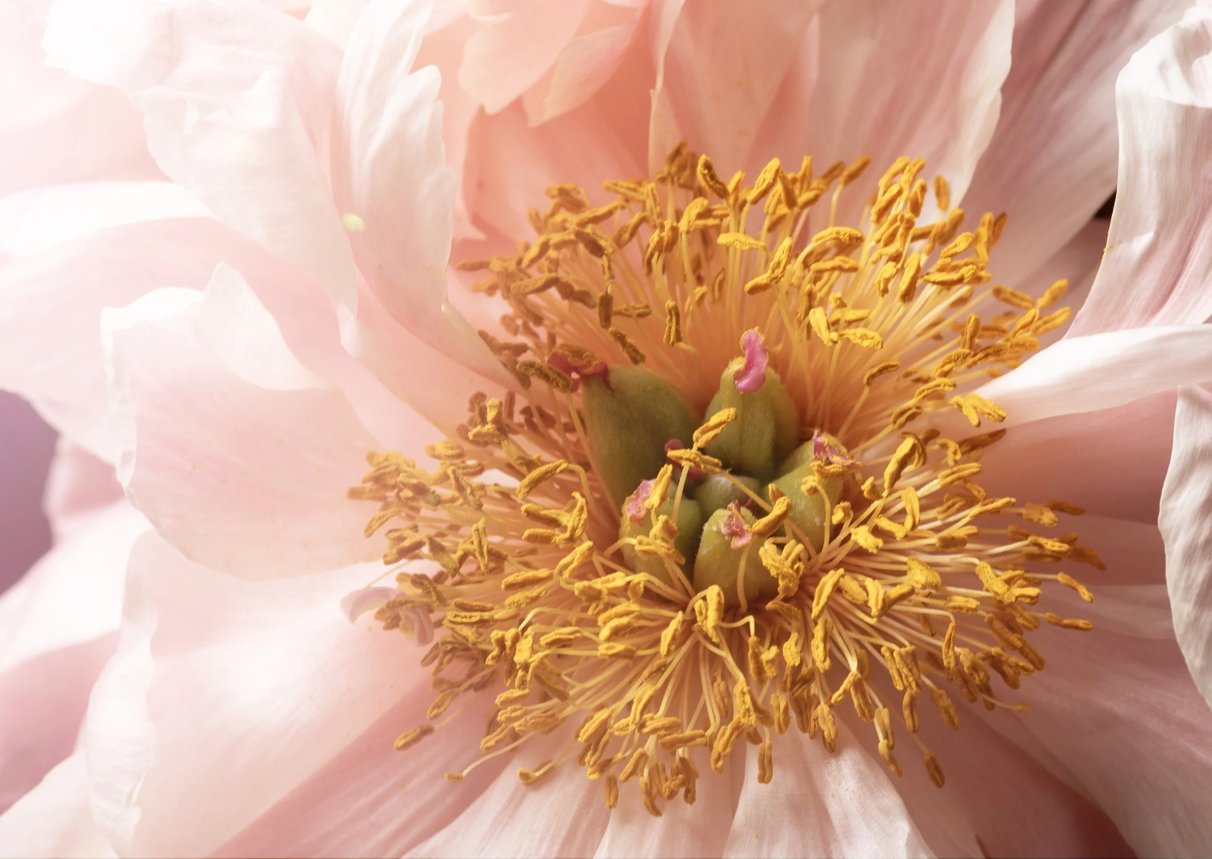 Pink-MacroPeonies-3-MR-SimiJois-2026.jpg