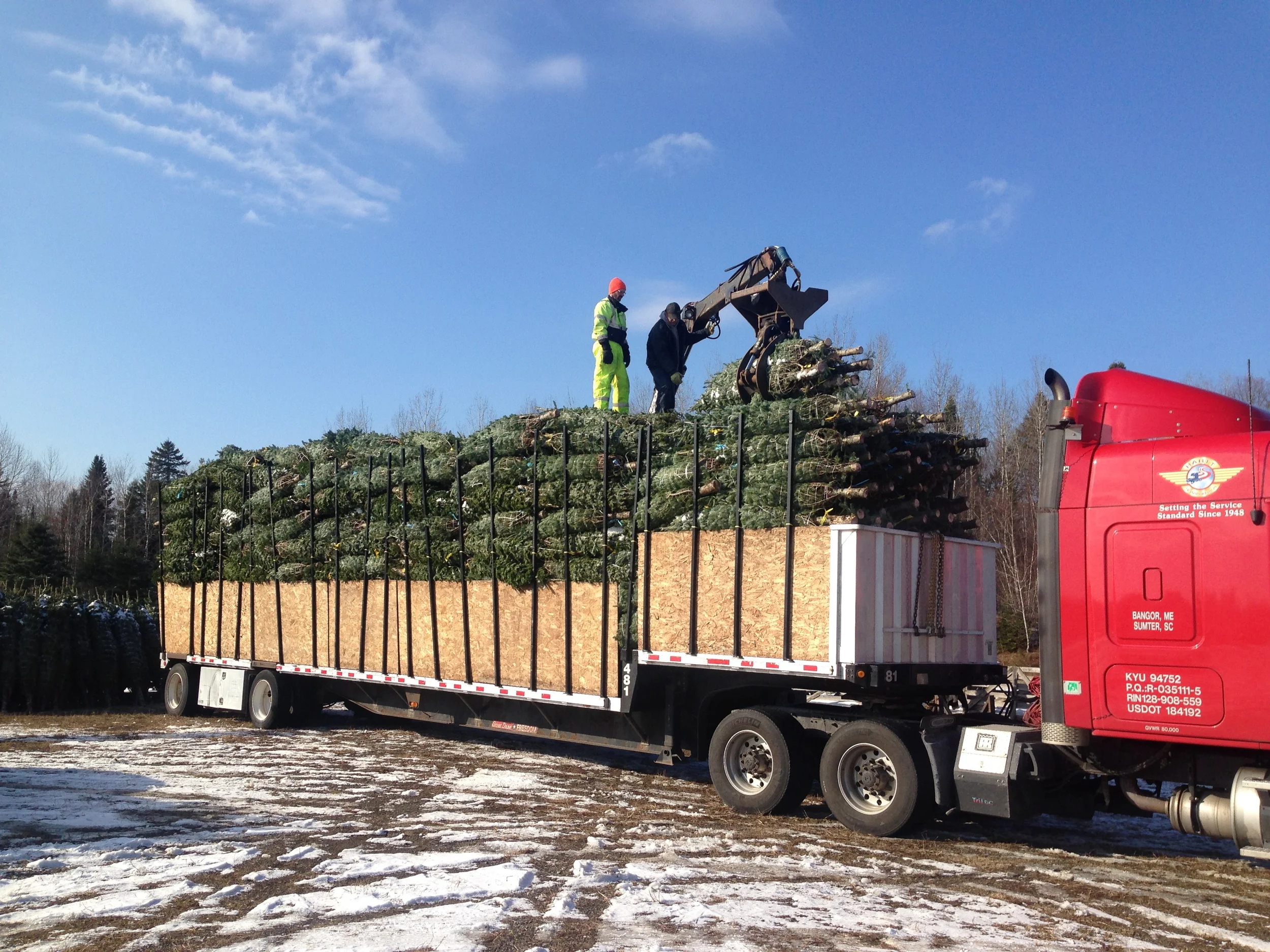Wholesale — Cedar Grove Christmas Trees