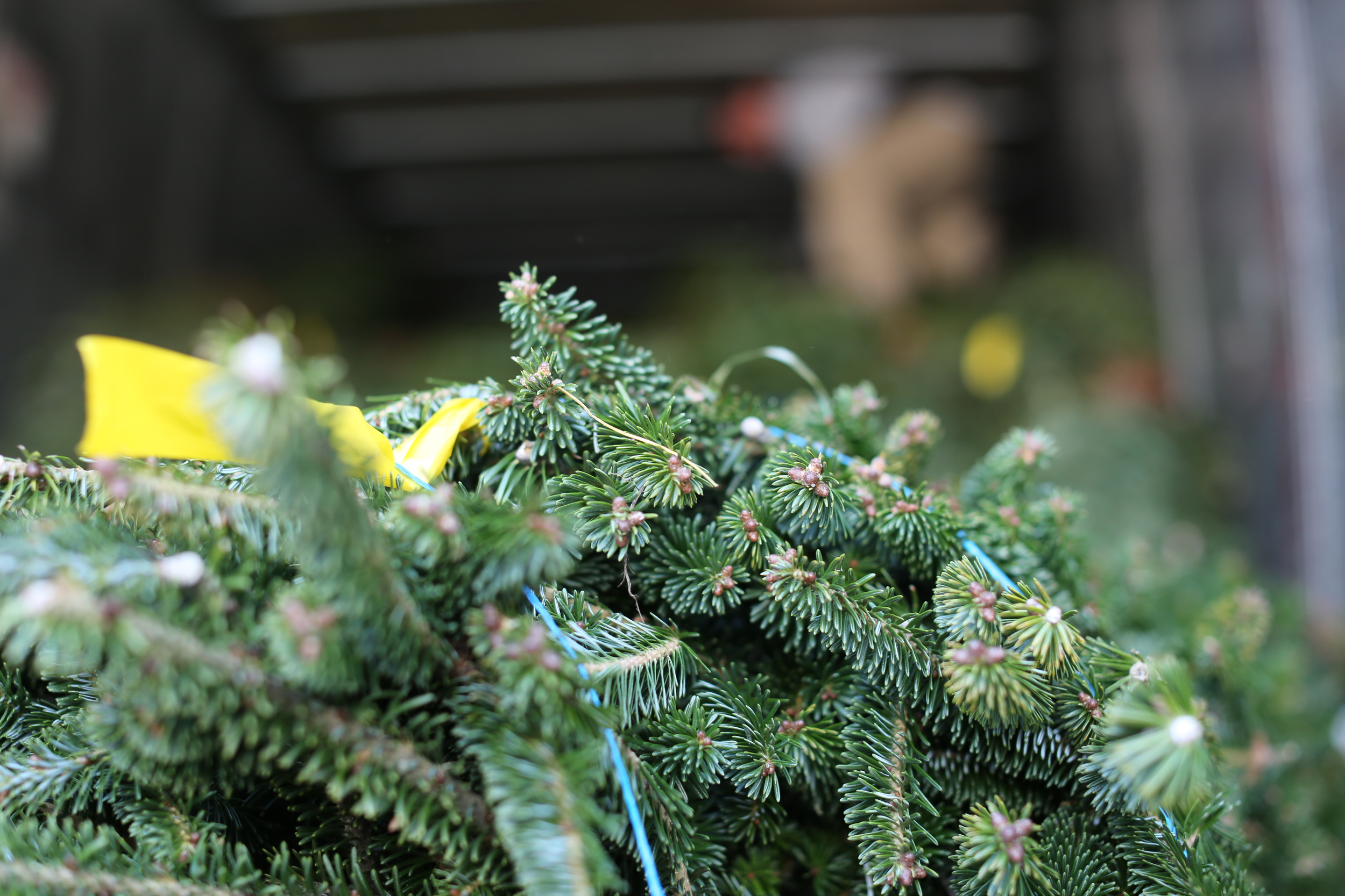 Fraser Fir - North Carolina, USA